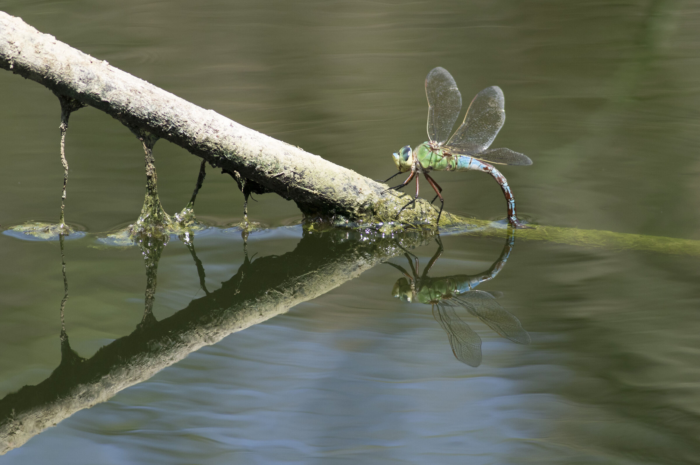 Ovopositing Libellula imperatore blu femmina.