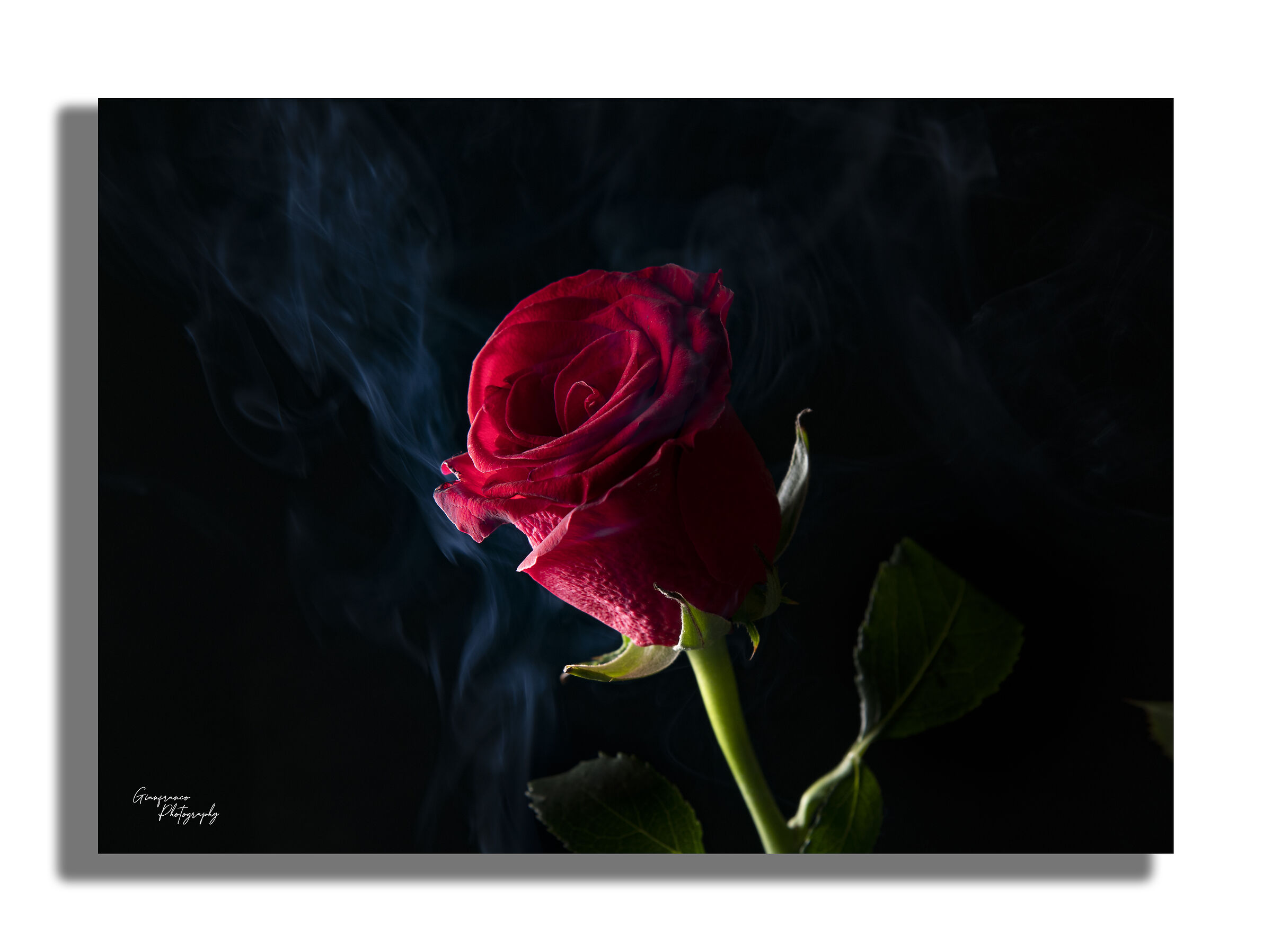 Smoke and rose