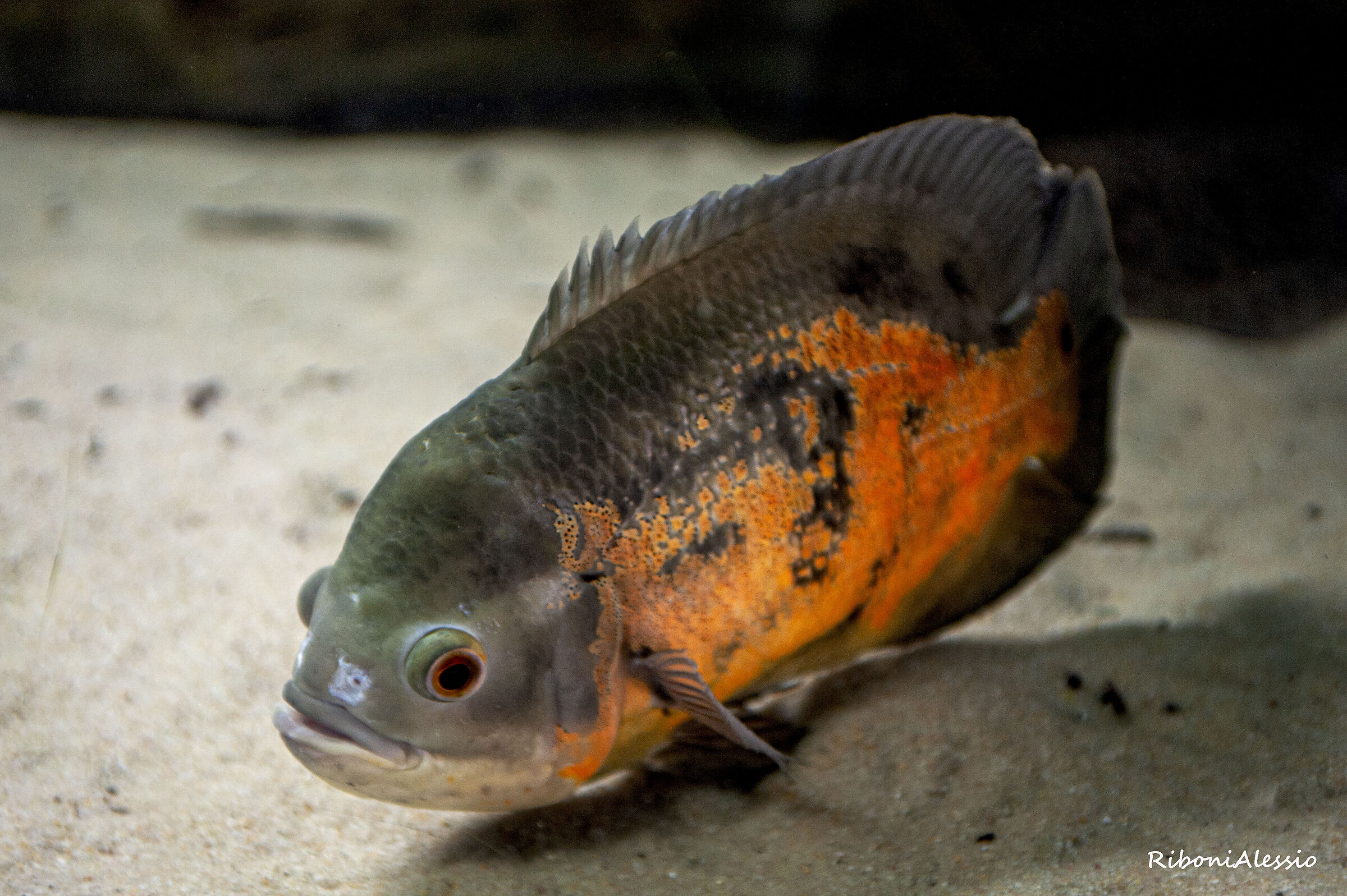 Pisces