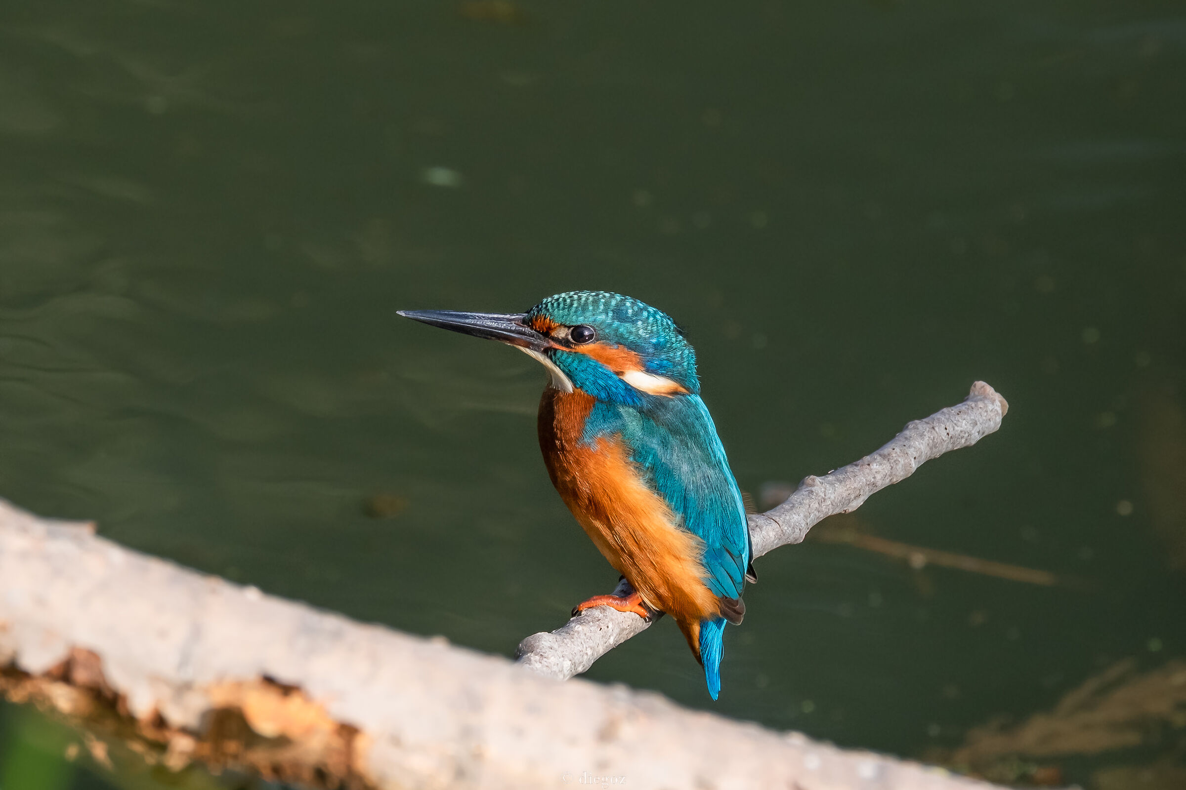 King Fisher sempre piu' vicino