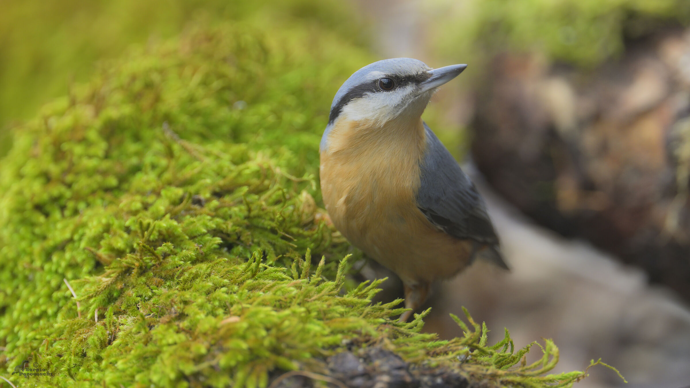 Wood nuthatch