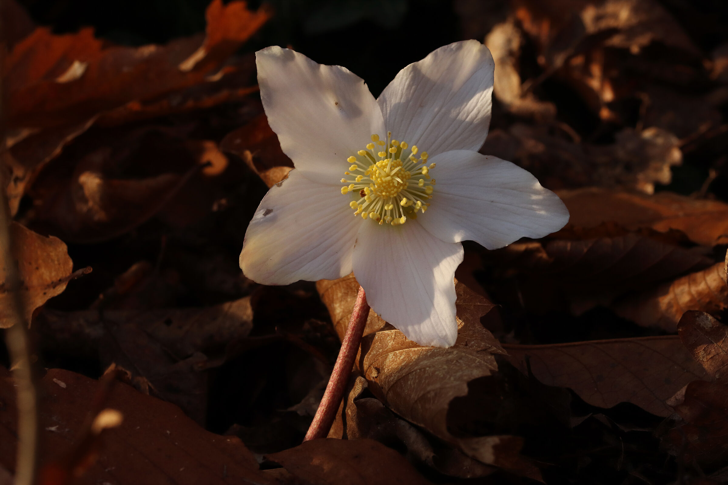 between the warmth of the leaves