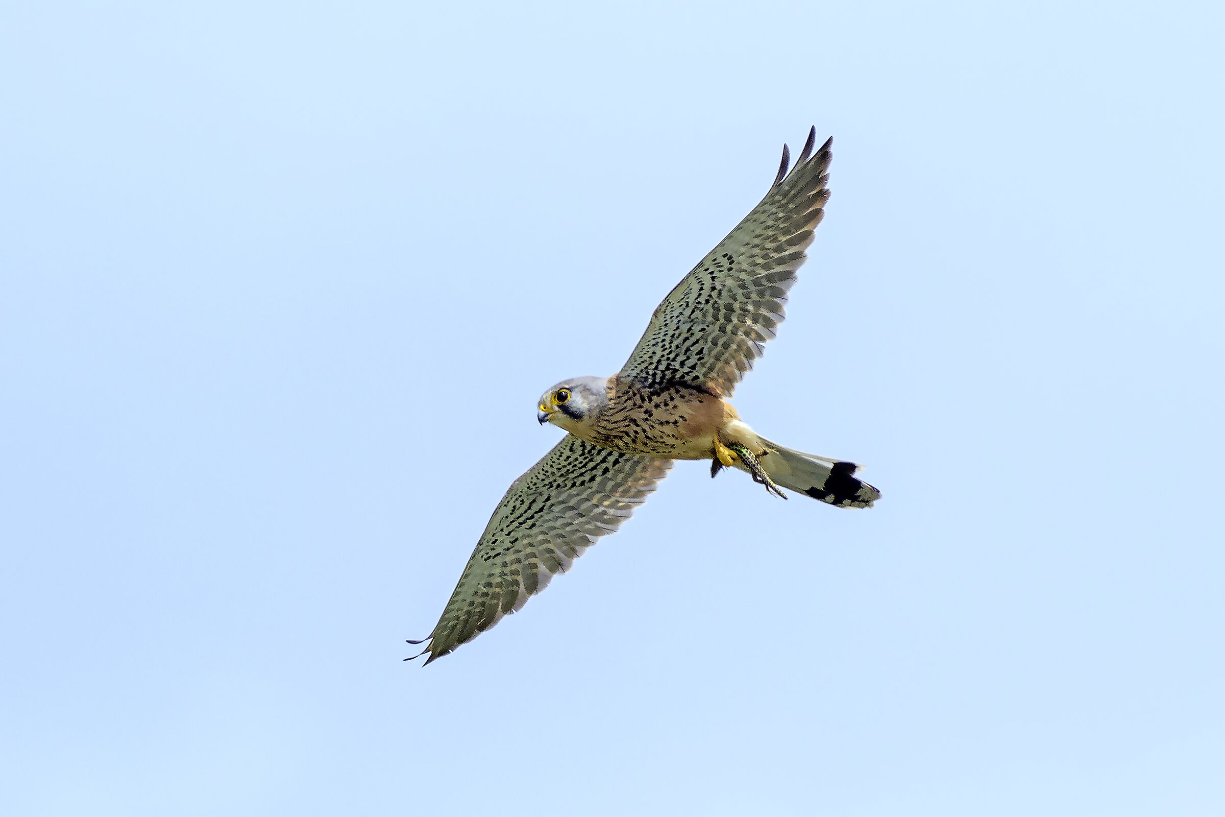 Kestrel with prey