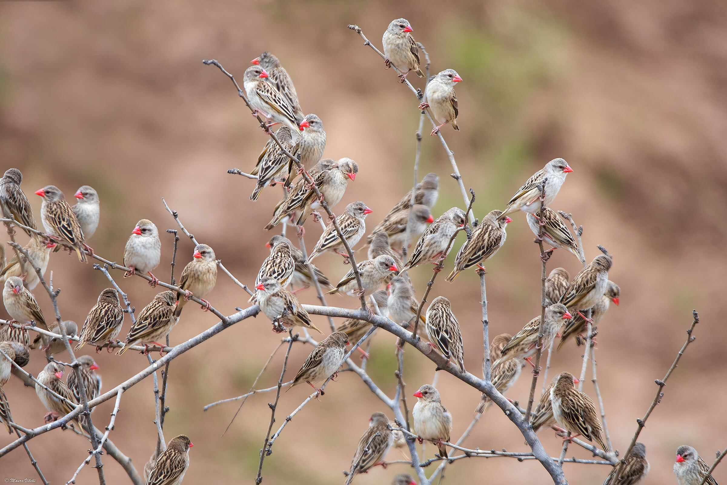 Red-billed Quelea (Quelea quelea)