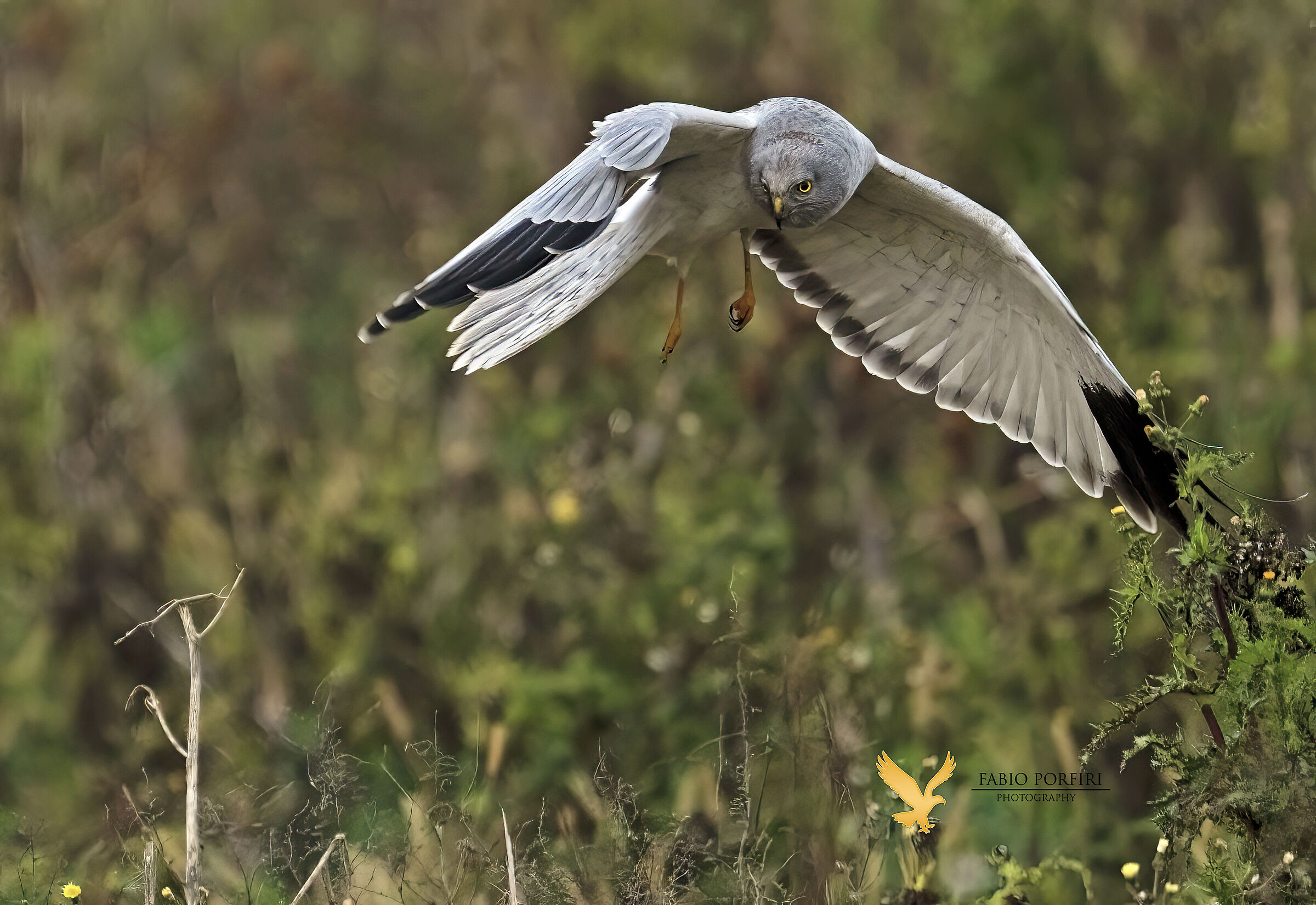 un incontro al buio... Albanella reale maschio