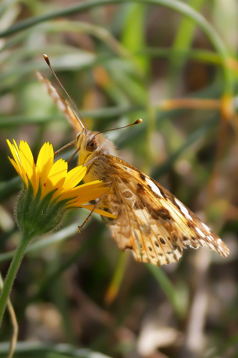Vanessa Cardui