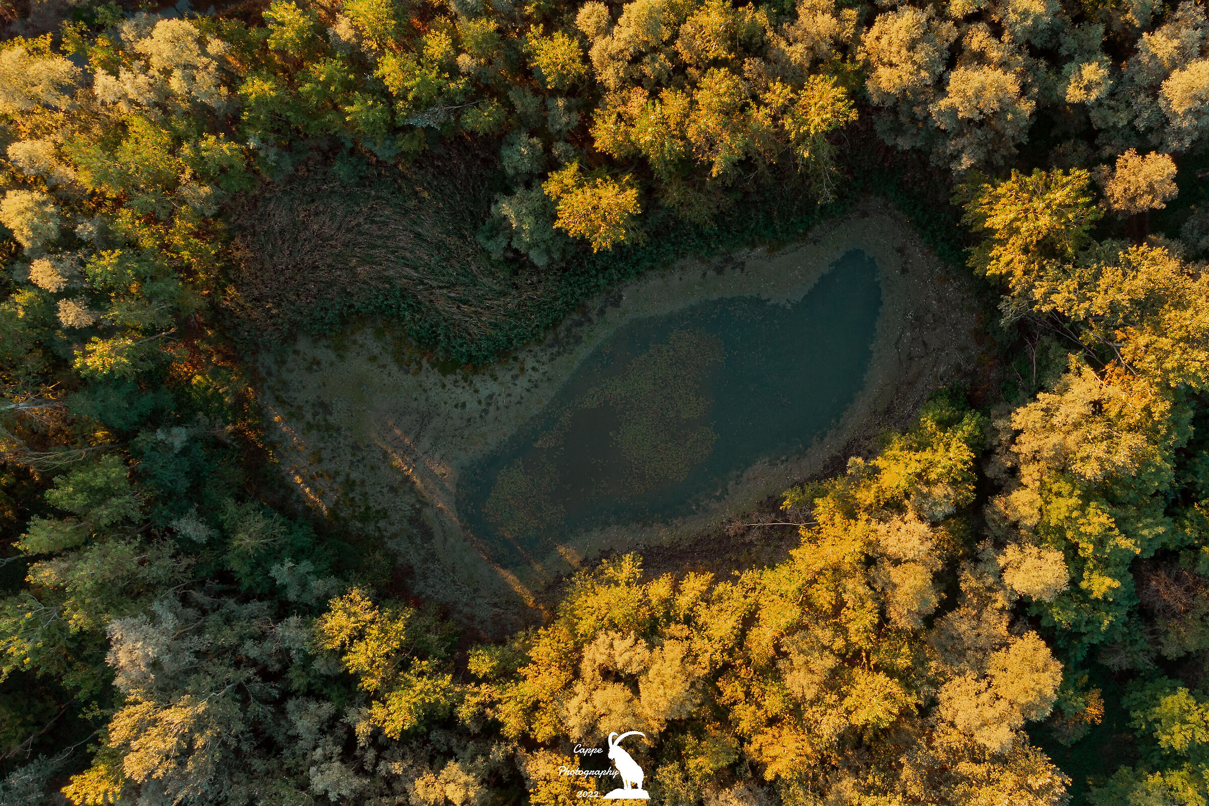 Un cuore in mezzo al bosco