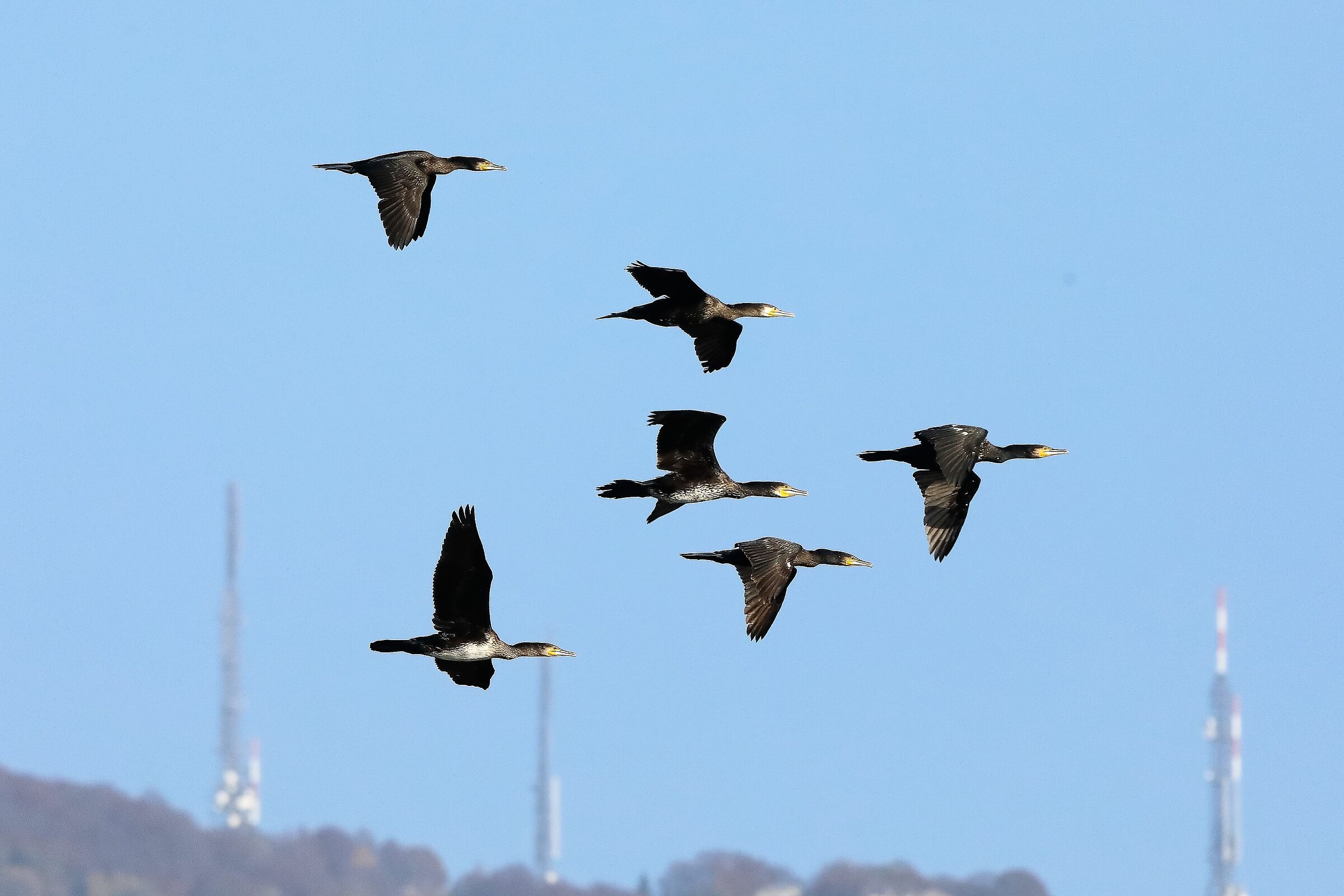 cormorani 26-10-2022