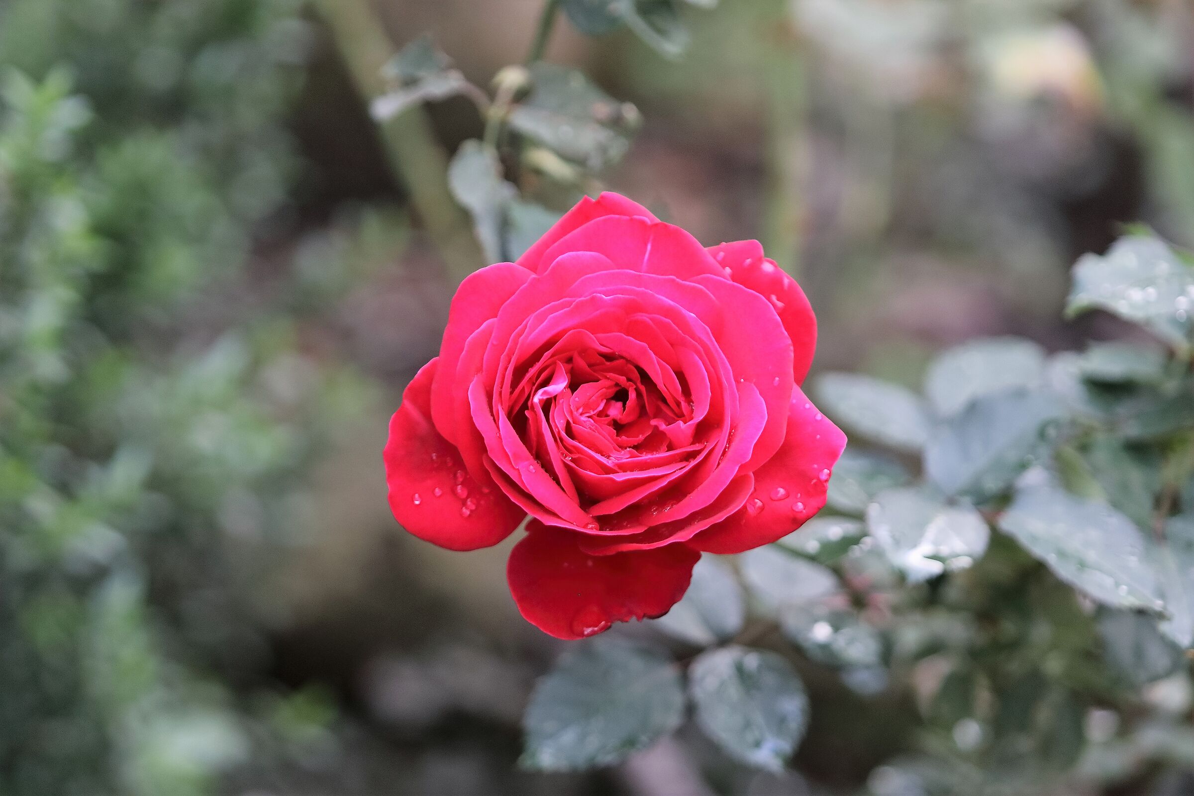 rosa 24-10-2022
