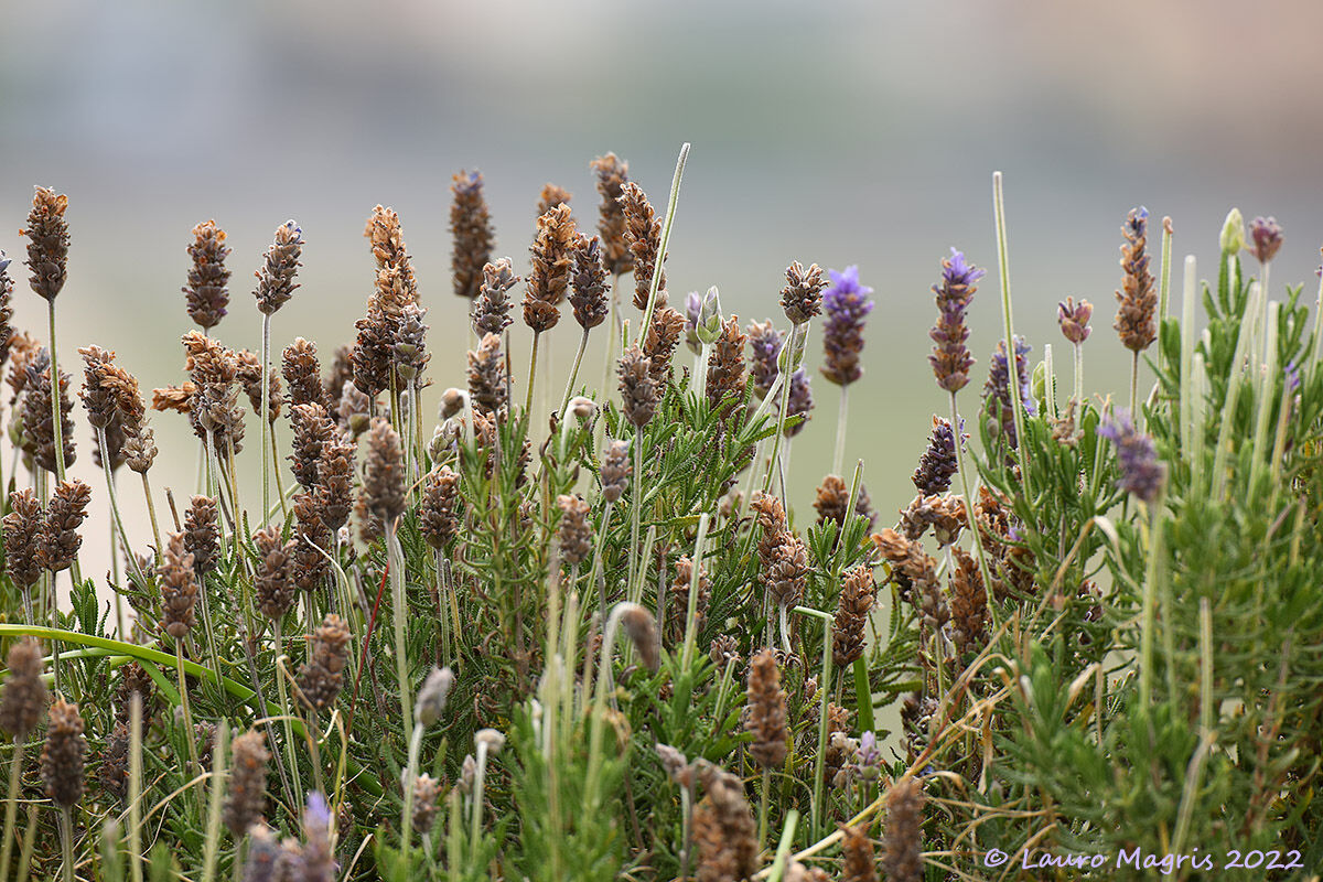 Lavanda