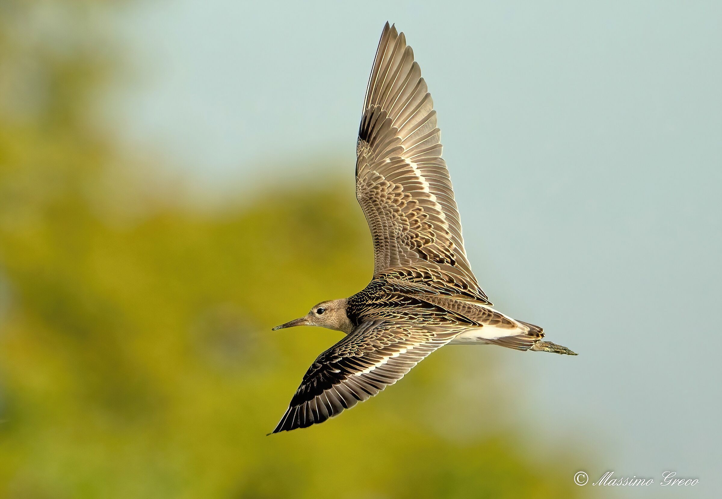 Fighter (Philomachus pugnax)