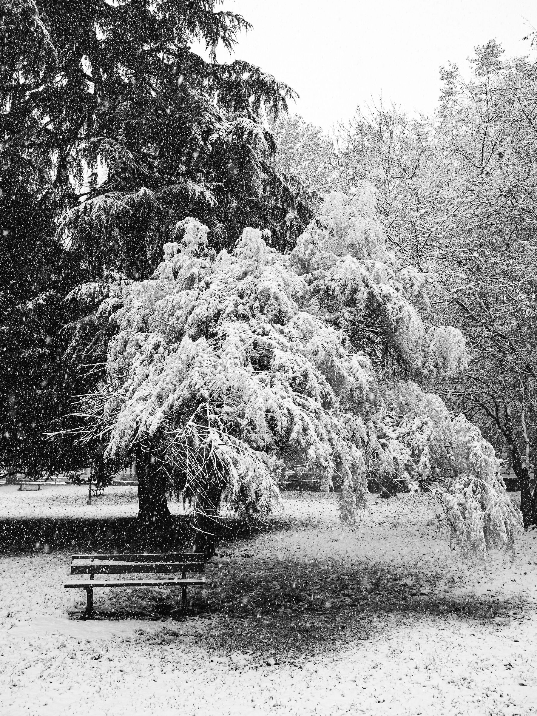 L'ultima nevicata