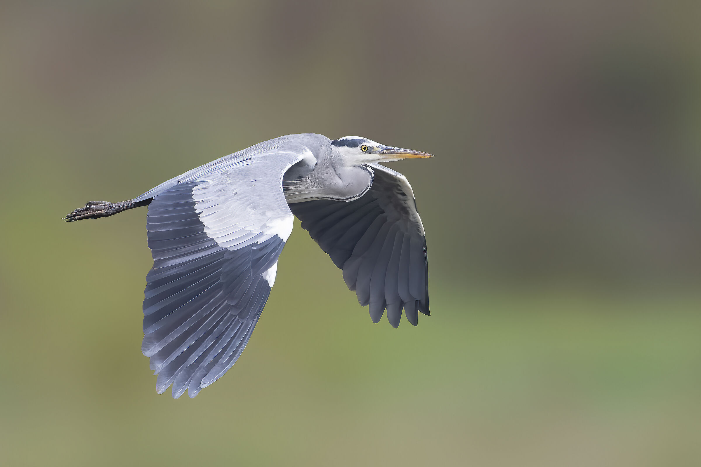 grey heron