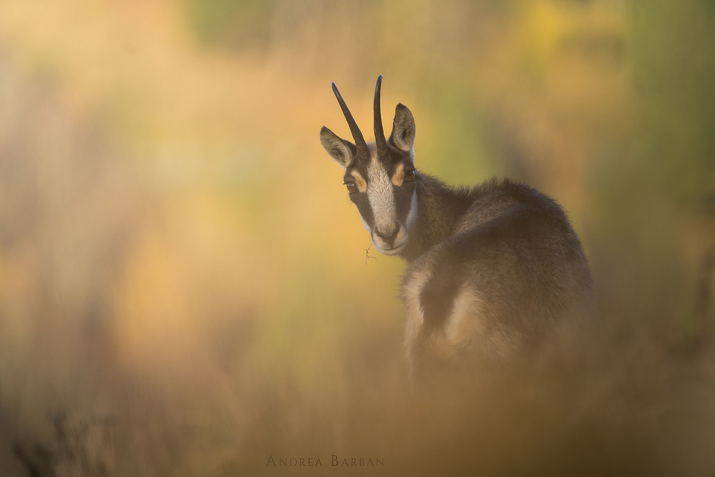 Autumn chamois