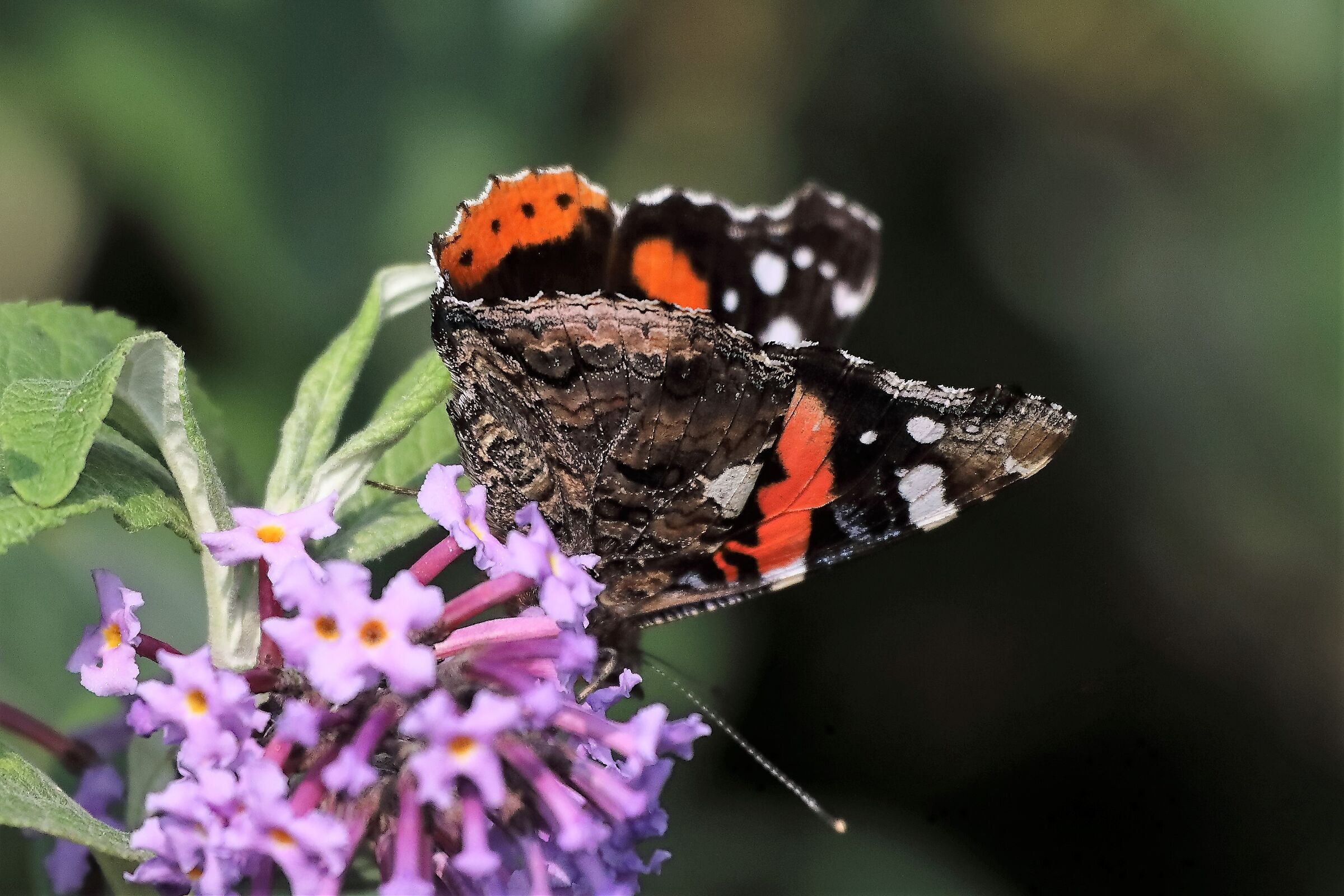 Vanessa Atalanta 16-10-2022