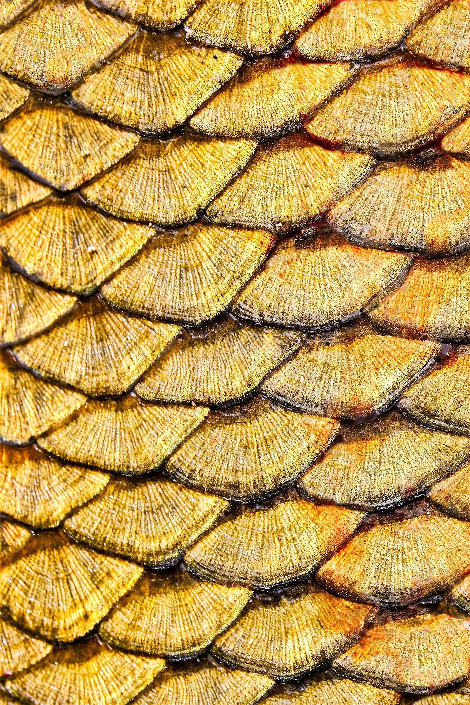 fish texture