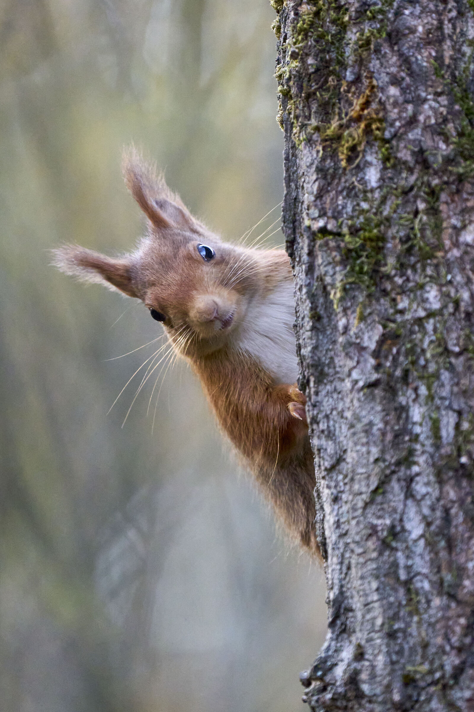 CURIOUS RED SQUIRREL
