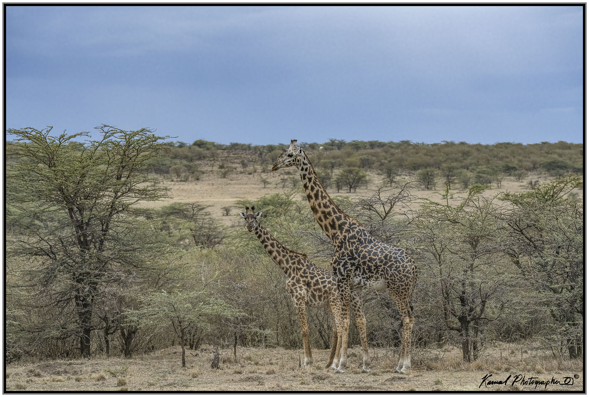Camelopardalis Tippelskirchi