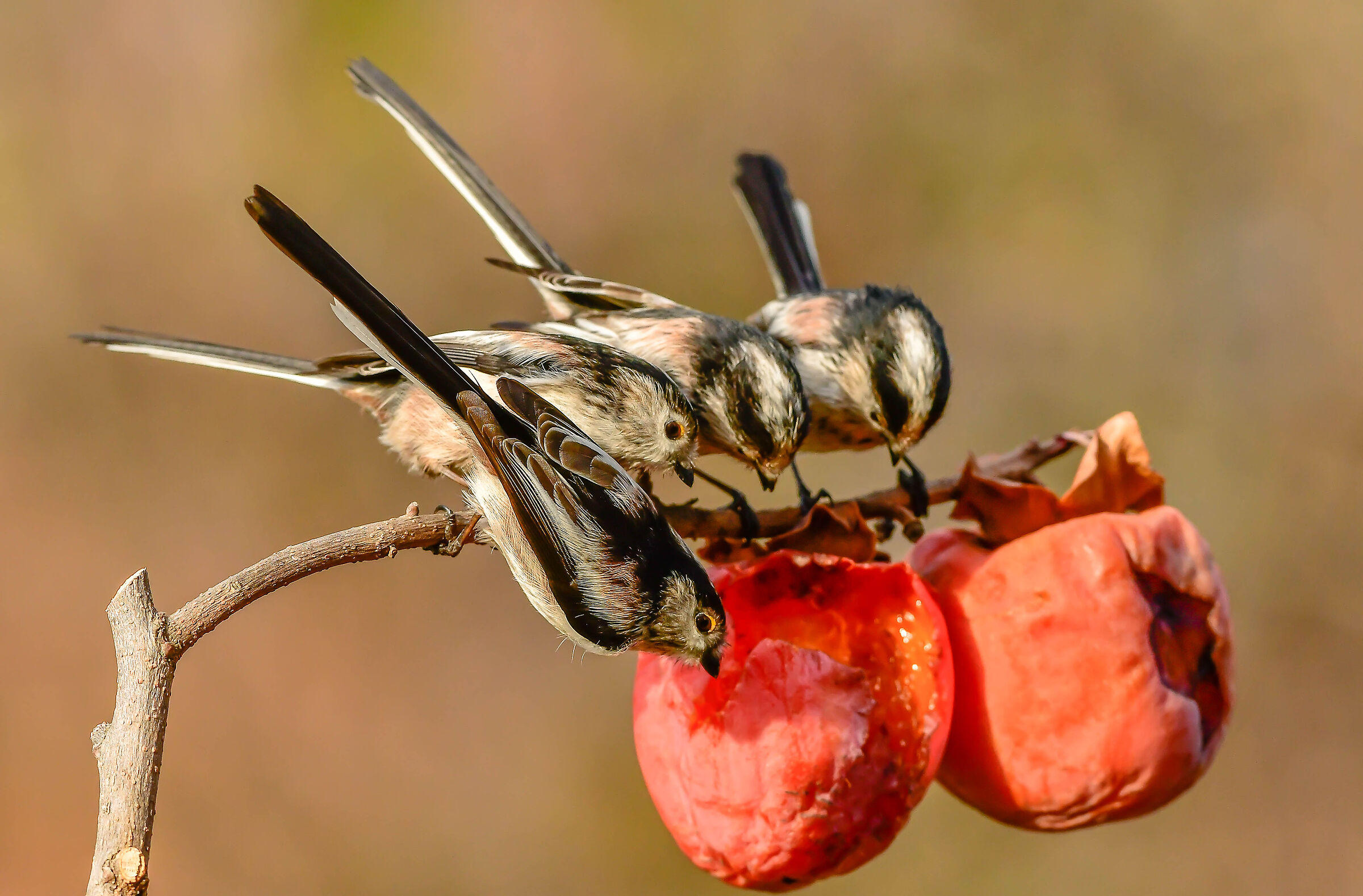 Codibugnoli