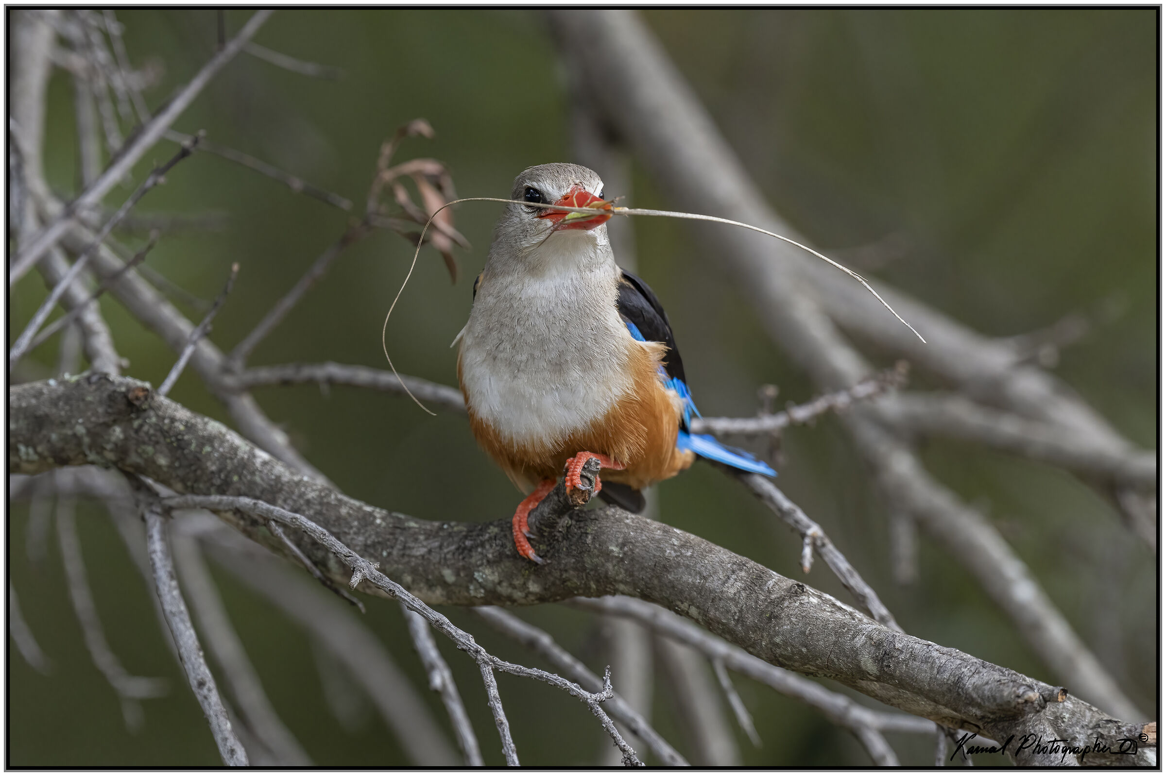 Kingfisher Grey Head
