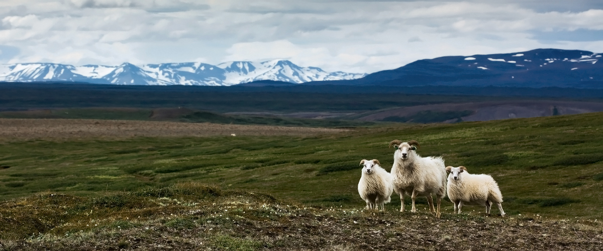 Breeding ewes - Kelduhverfi