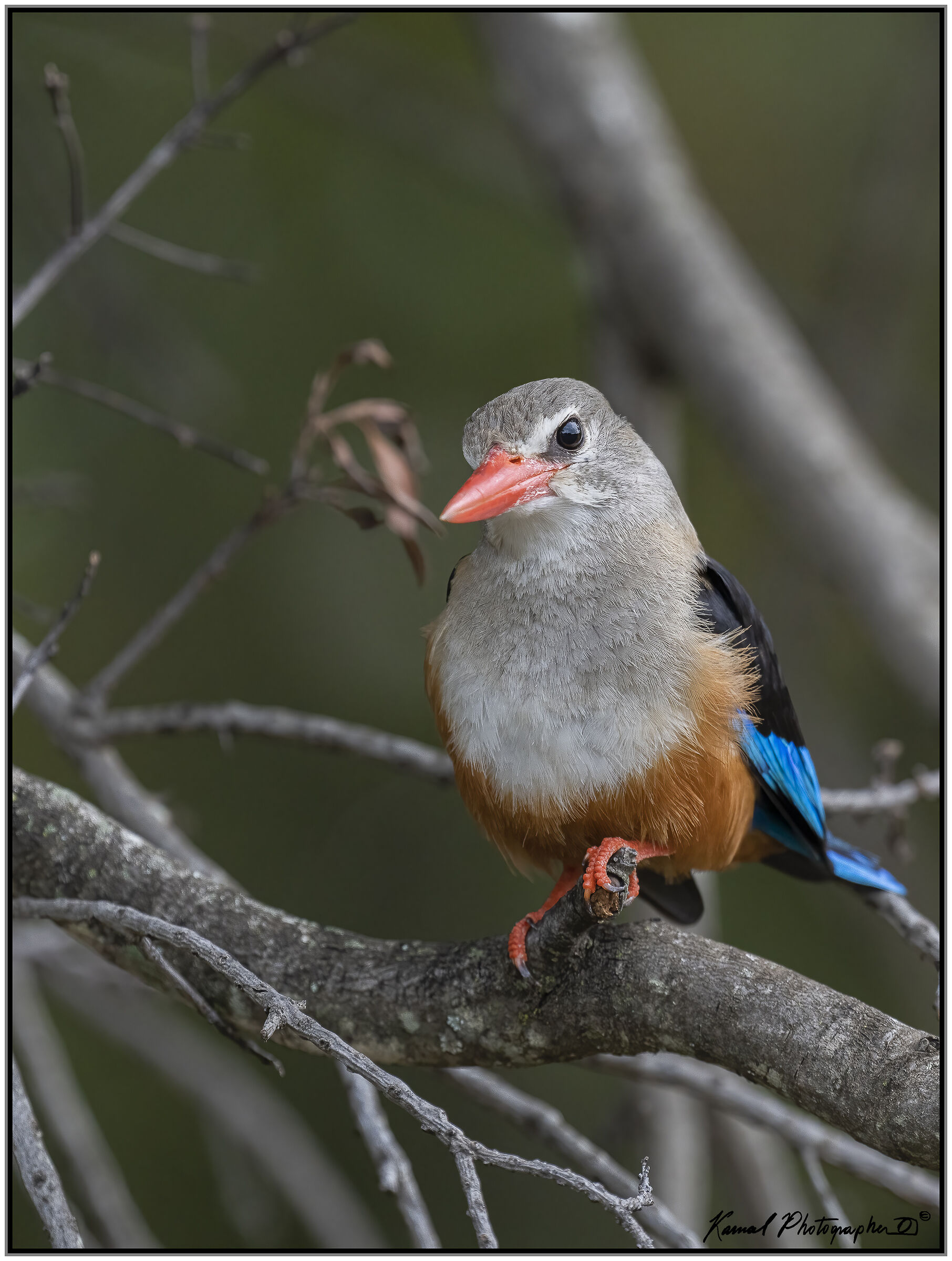Kingfisher Grey Head