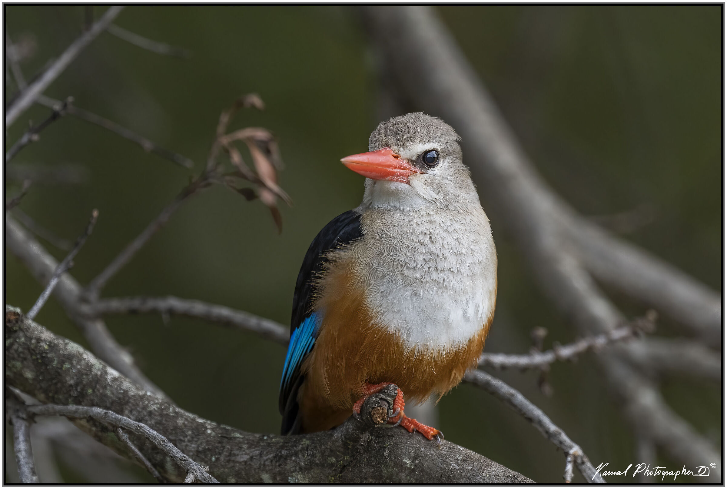 Kingfisher Grey Head