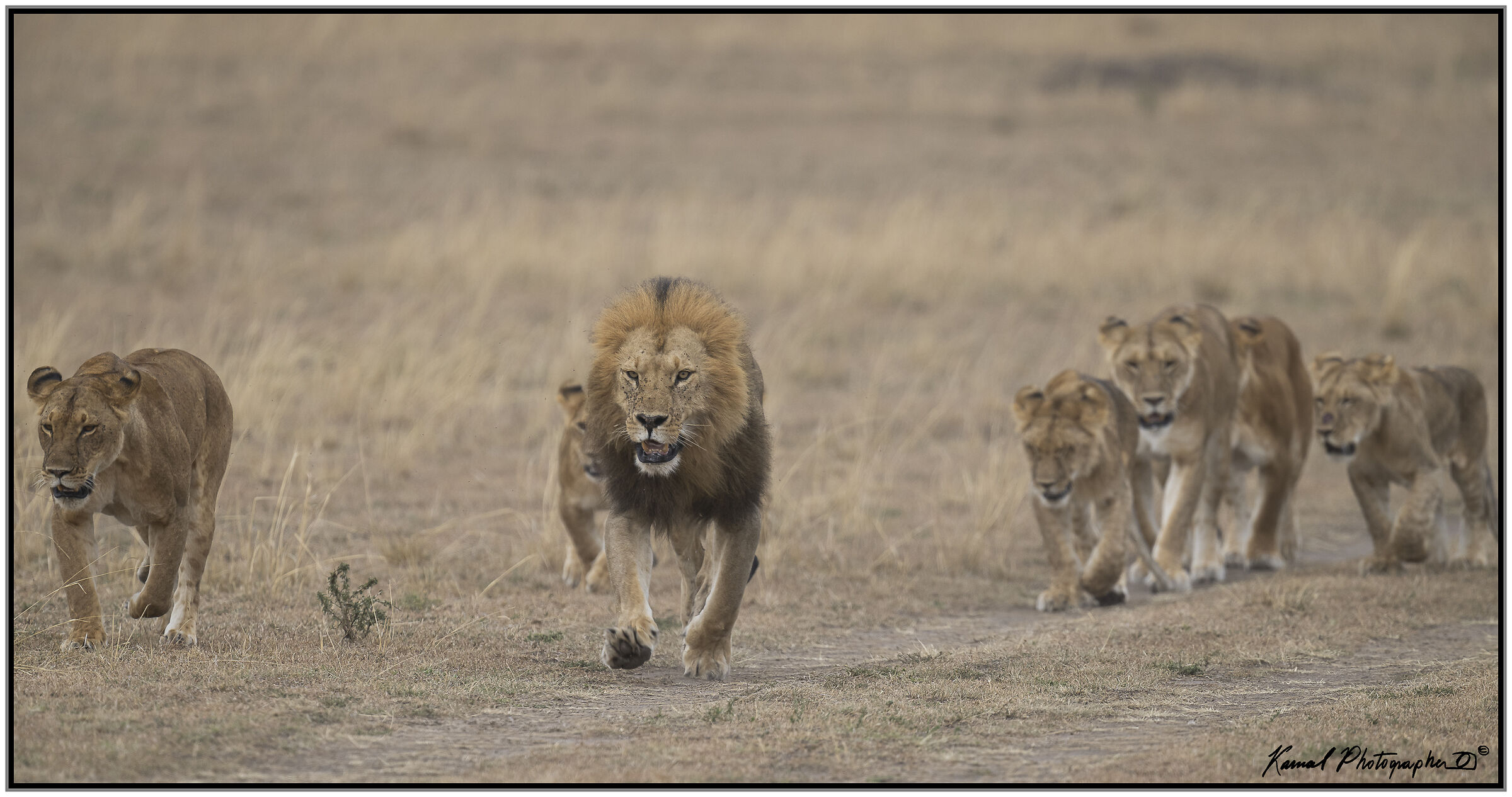 Lions (Panthera leo)