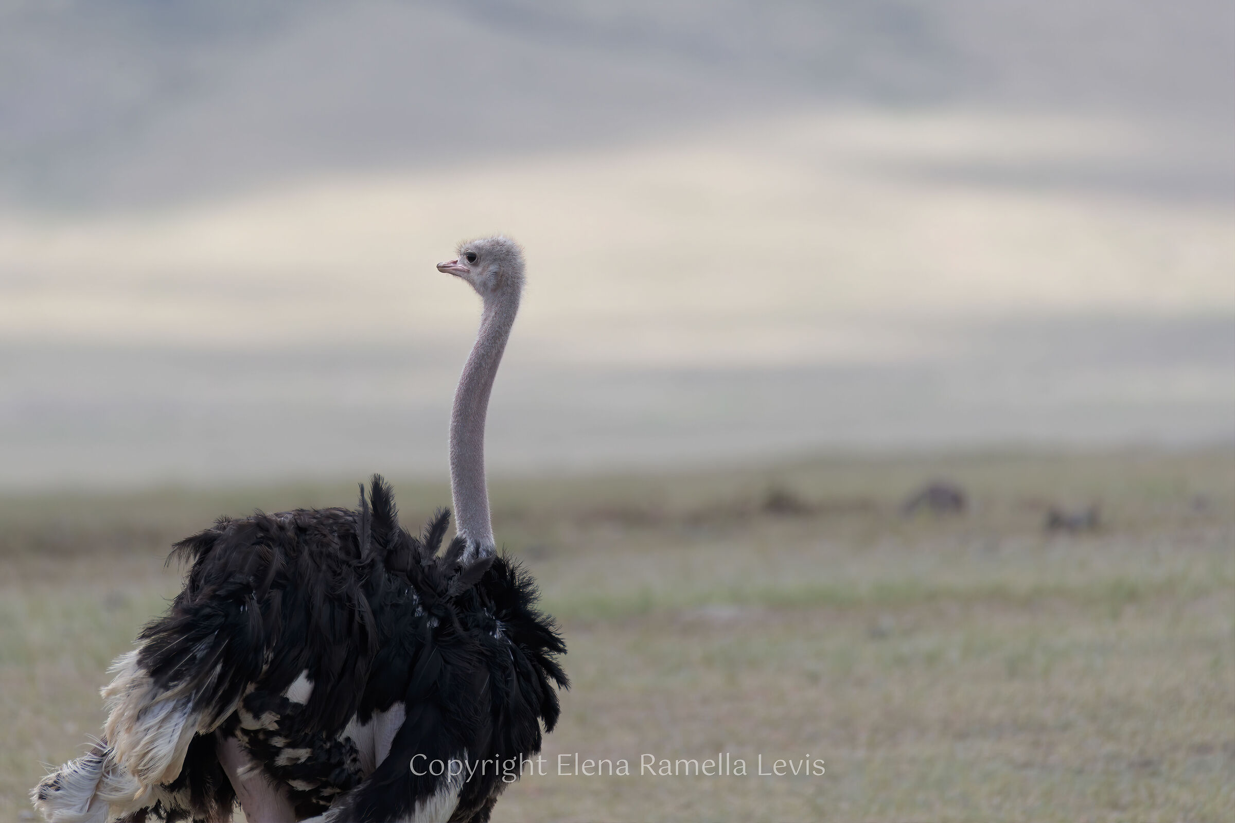 A male ostrich (Struthio camelus)