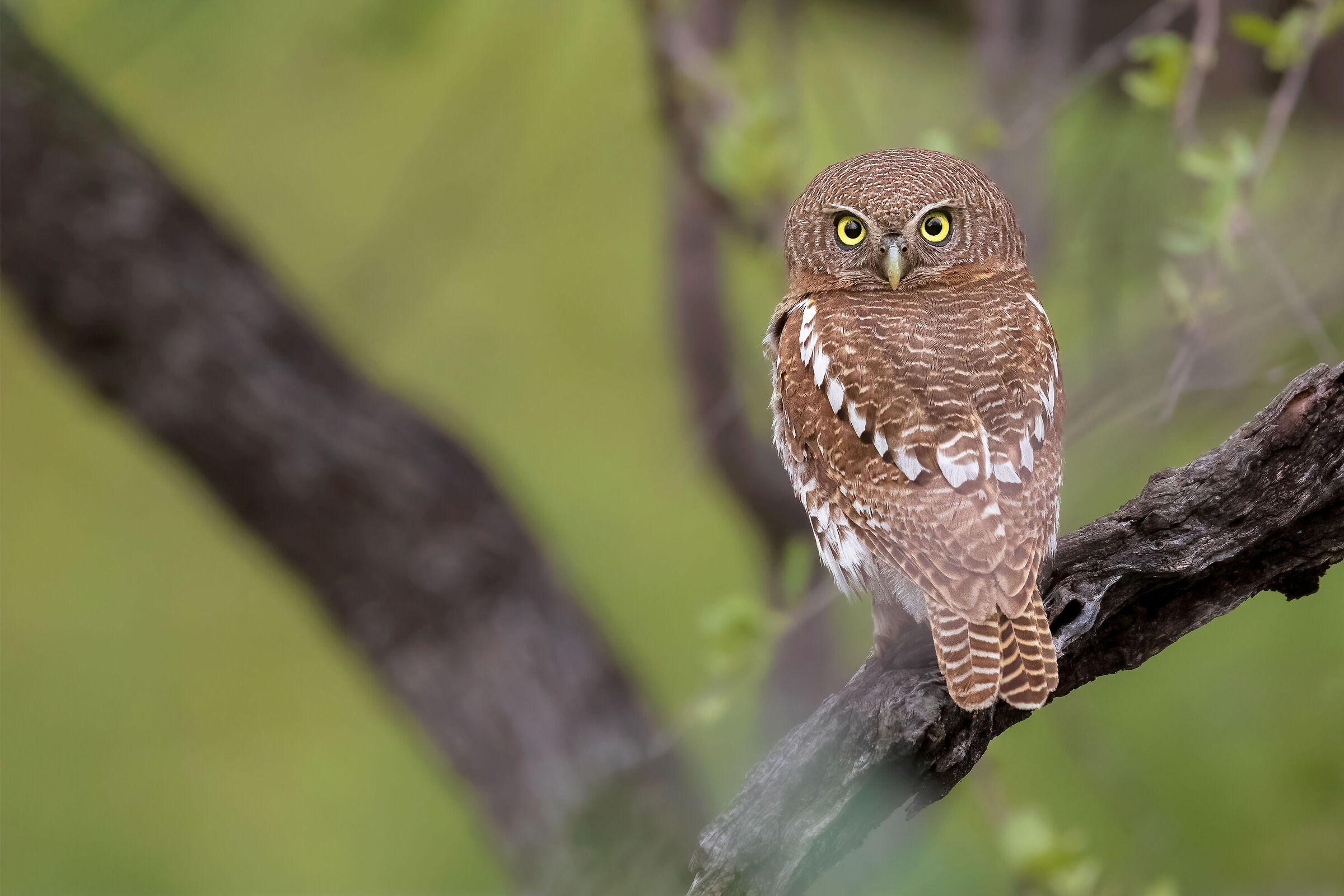 African barred owlet