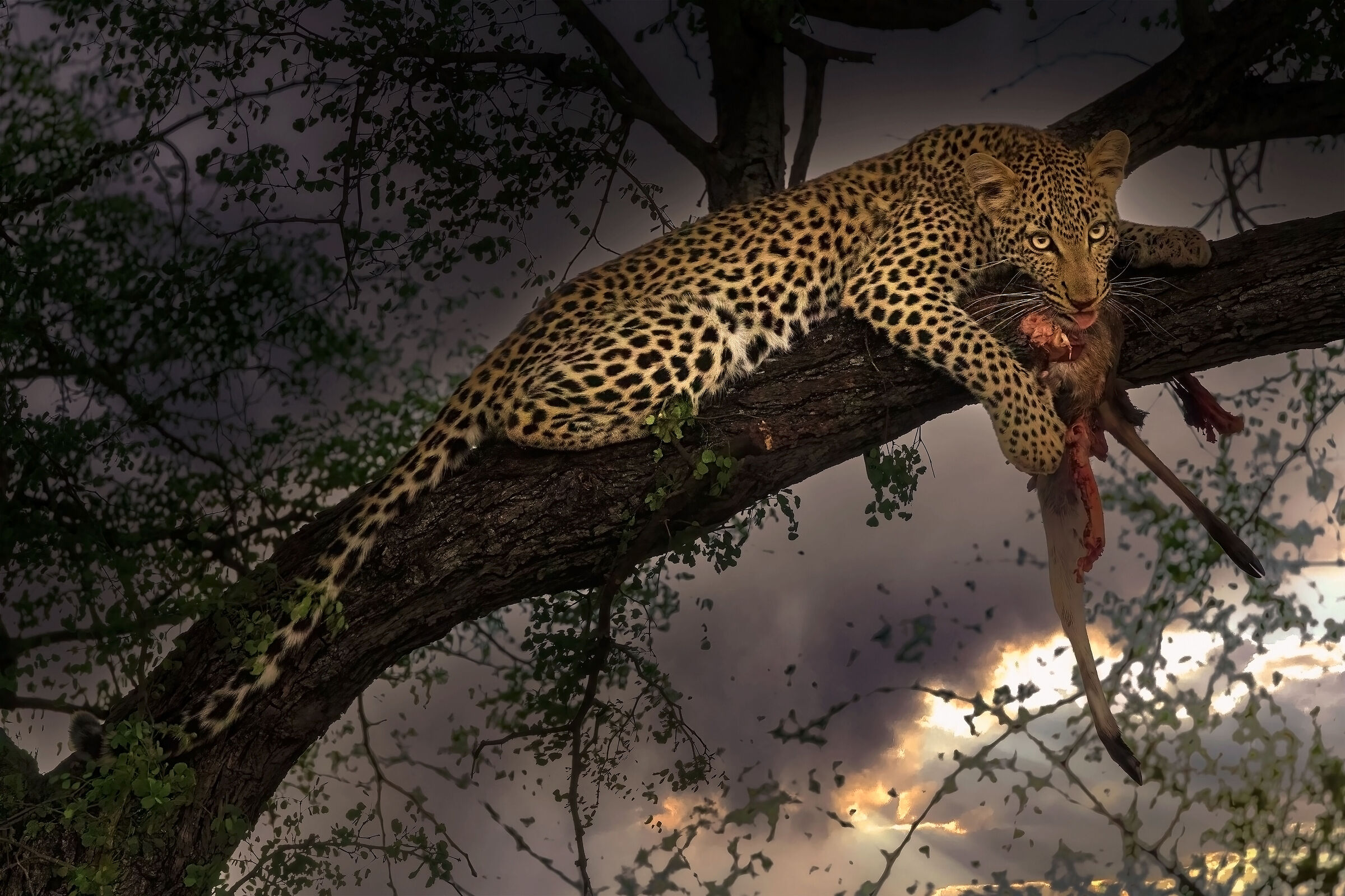 Leopard with prey