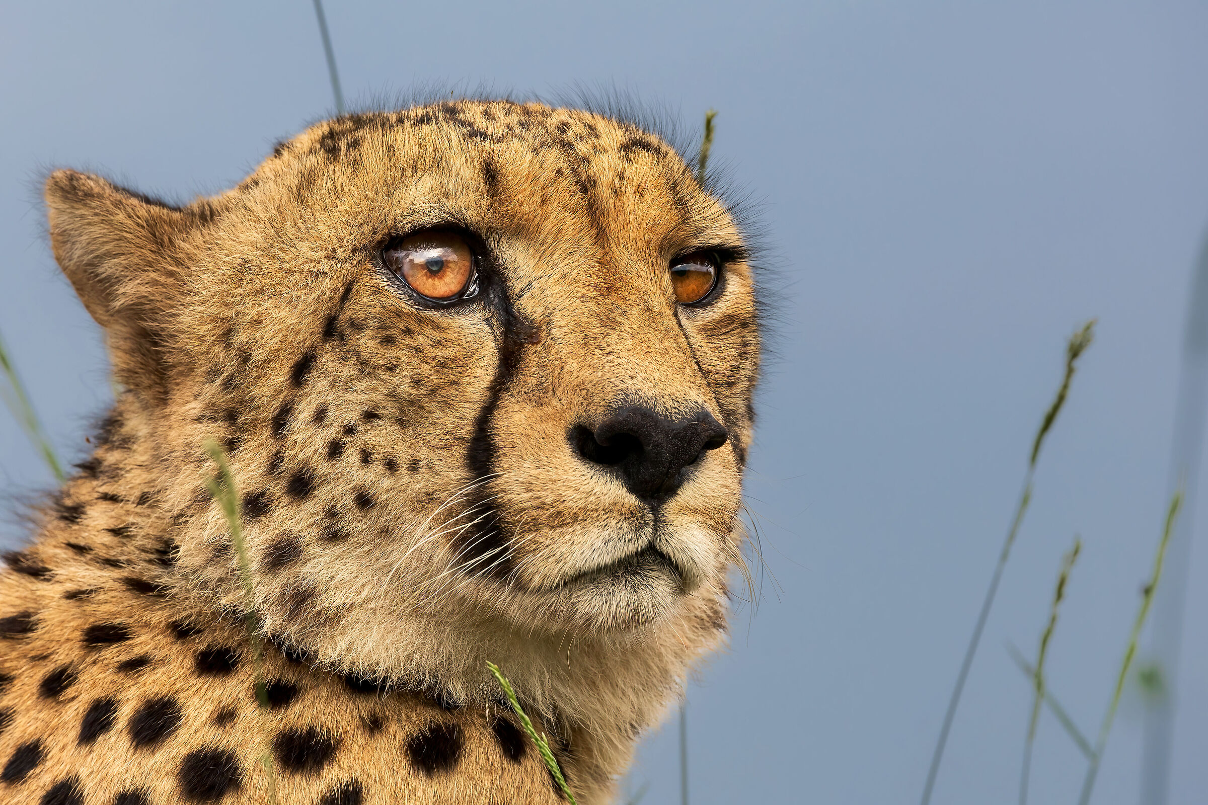 Cheetah portrait