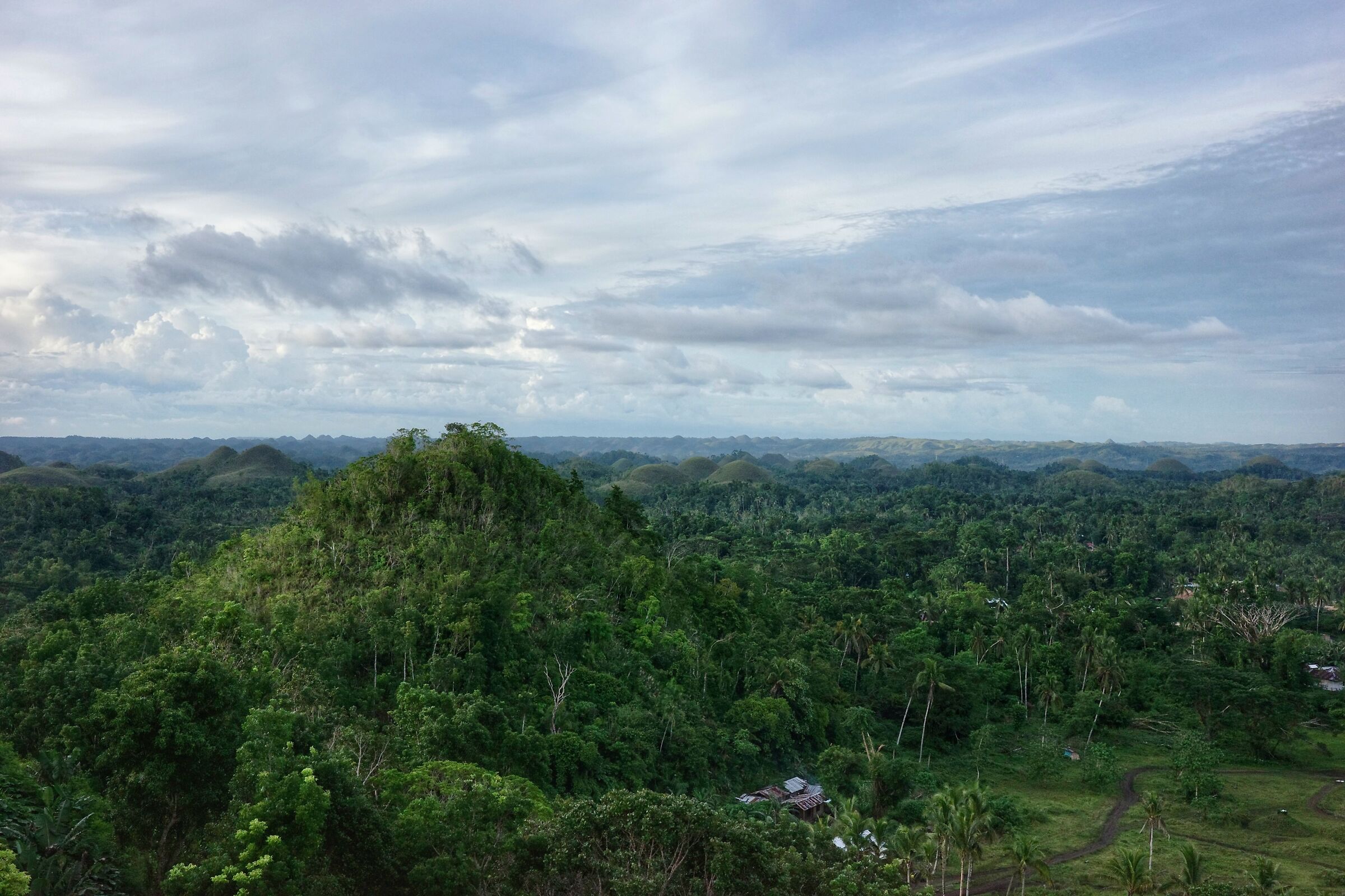 Welcome to the jungle