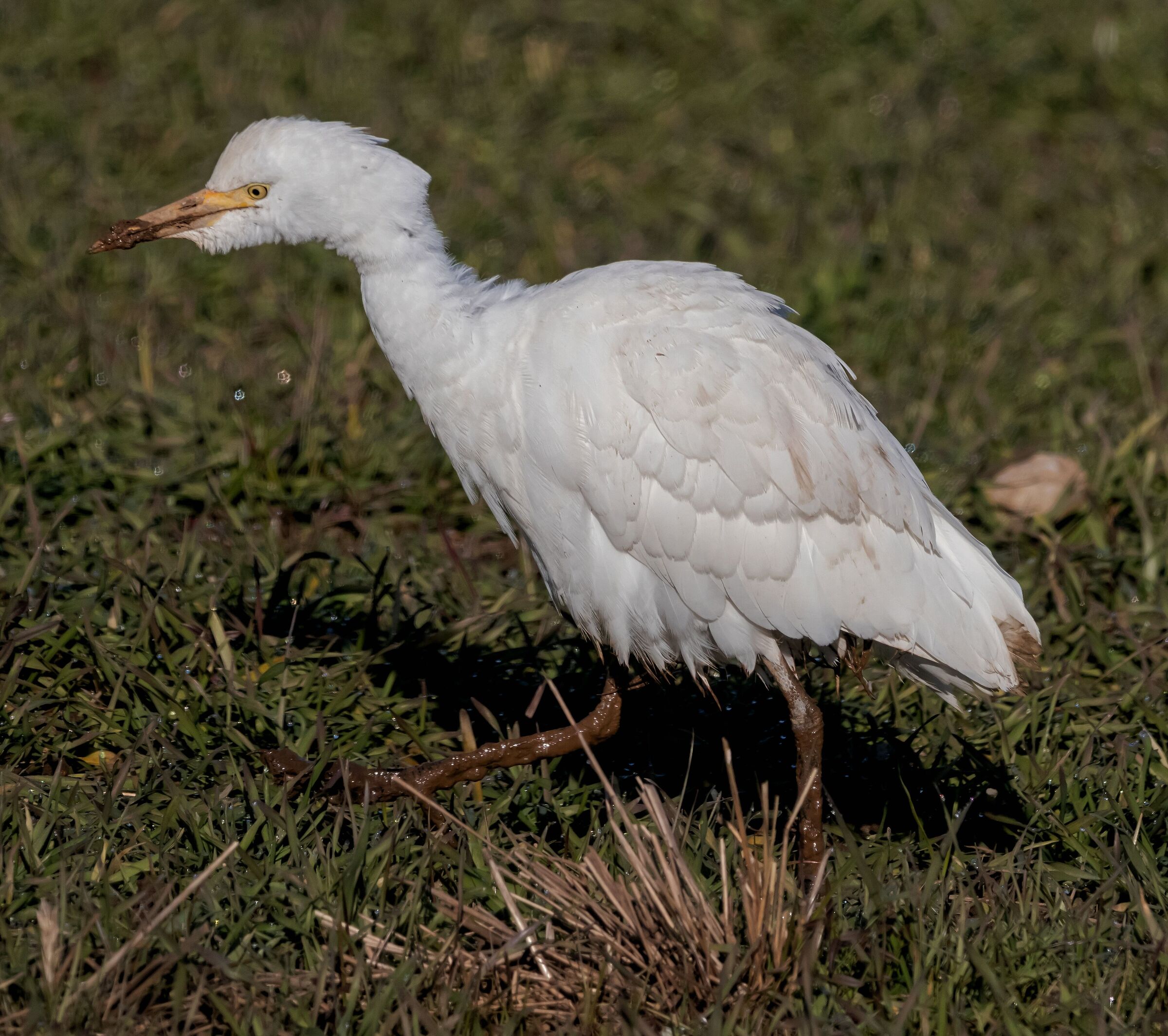 Heron Gurdabuoi walking in a field 19/12/2021