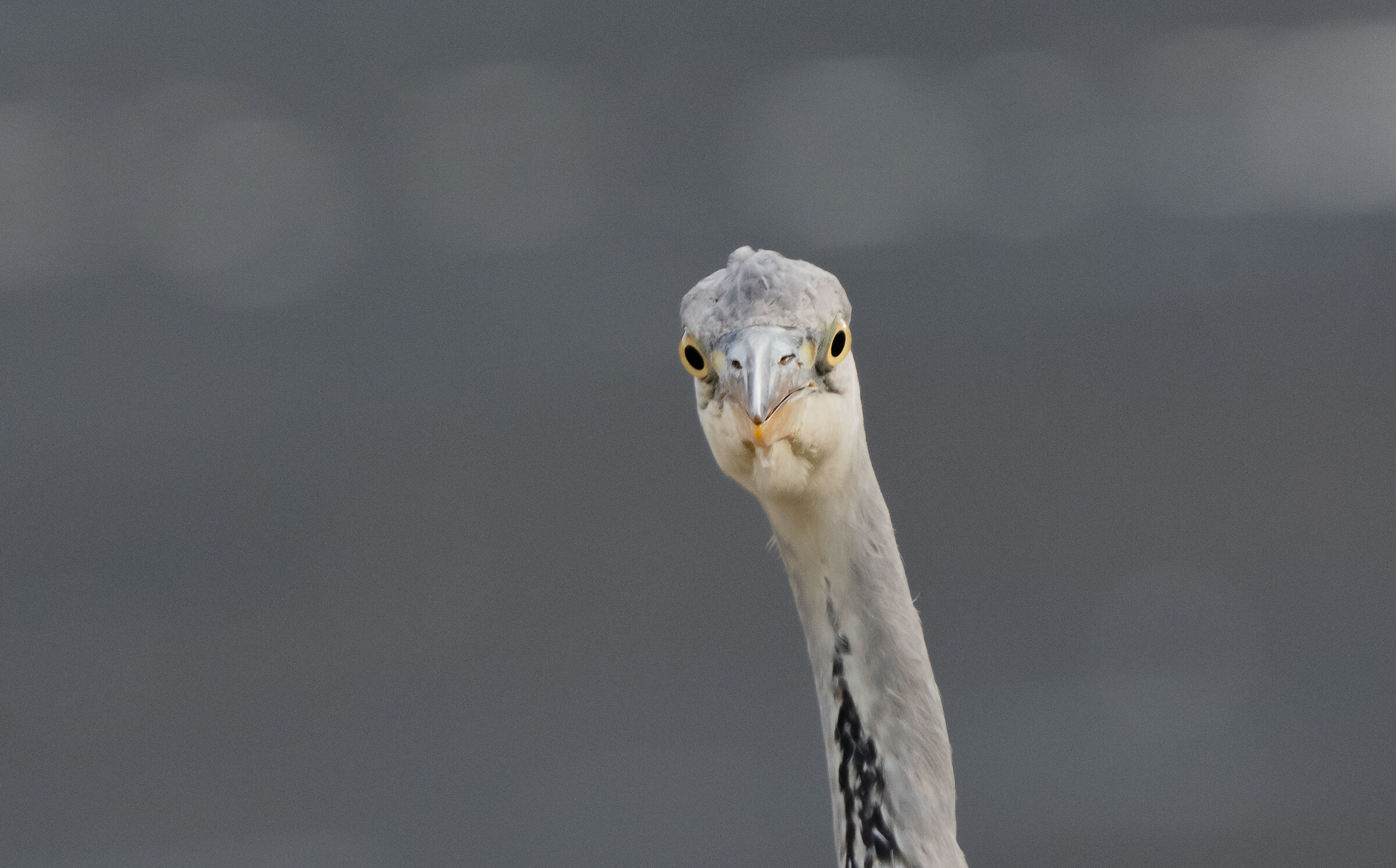 grey heron