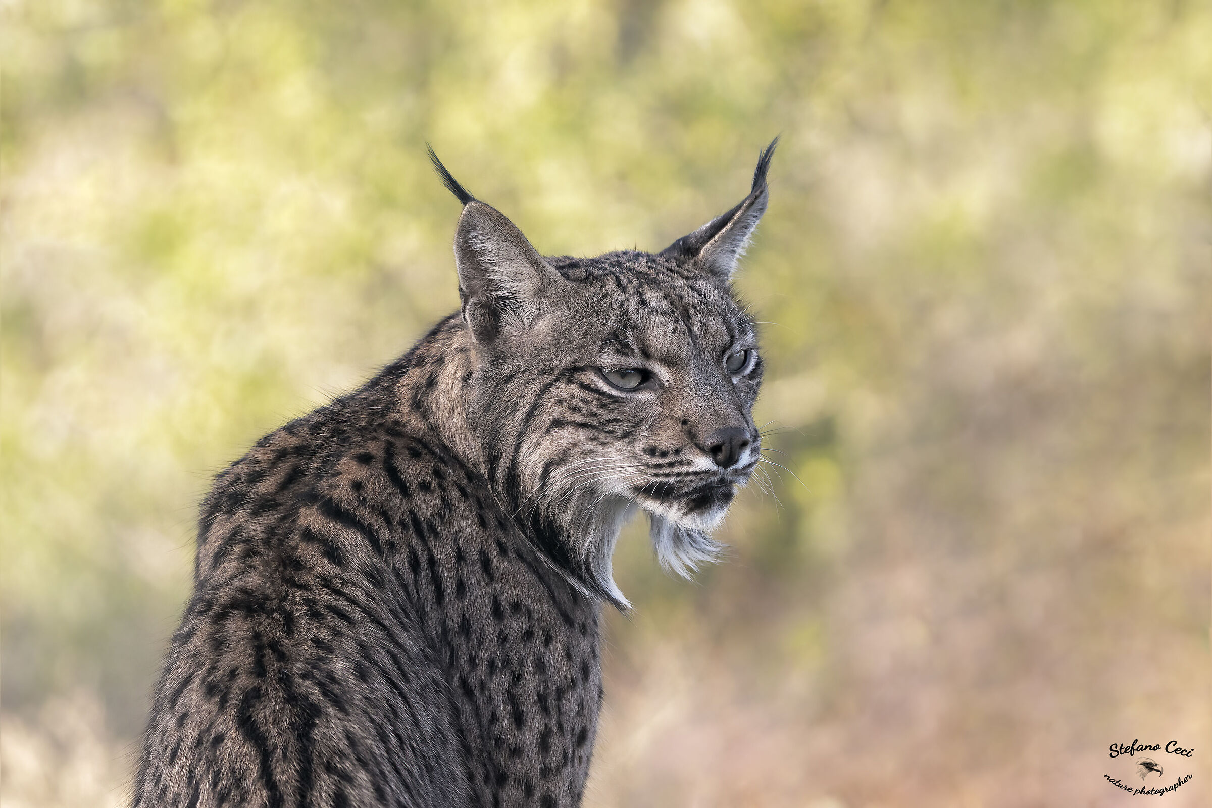Lince Iberica