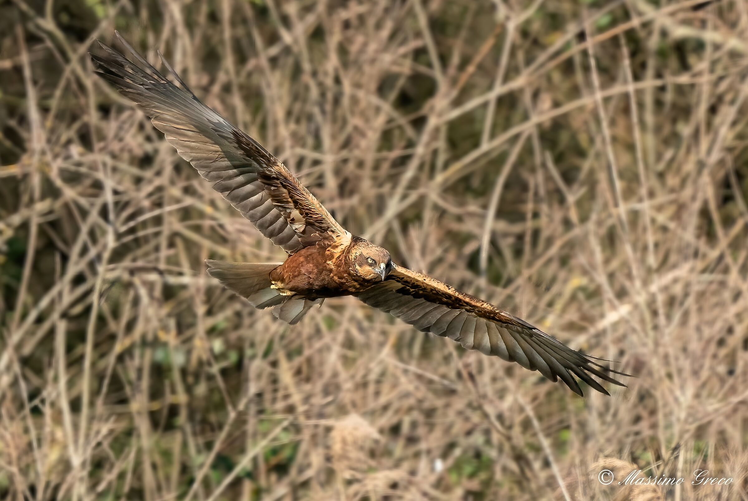 Marsh harrier (Circus aeruginosus)