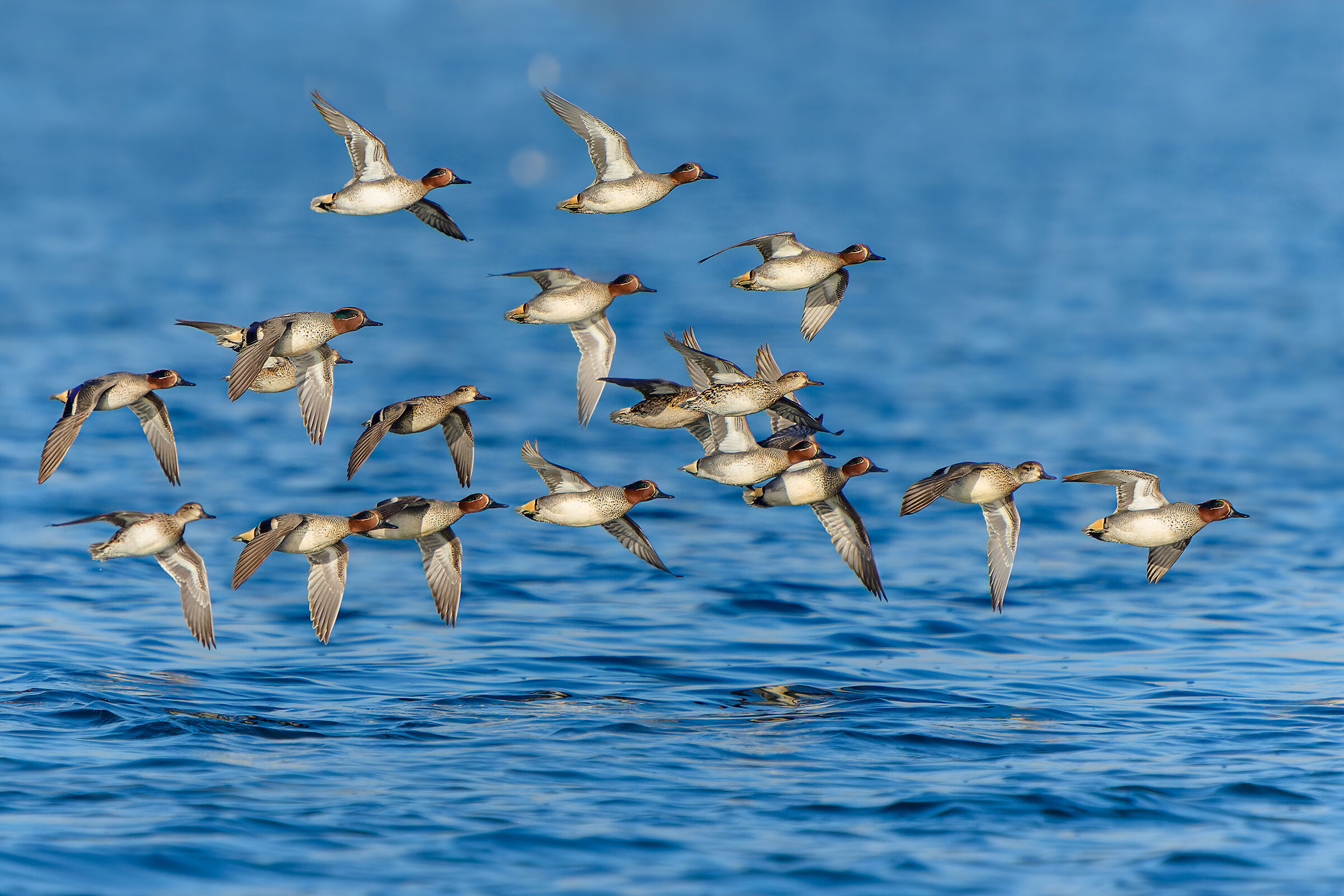 Teal on Lake Fogliano