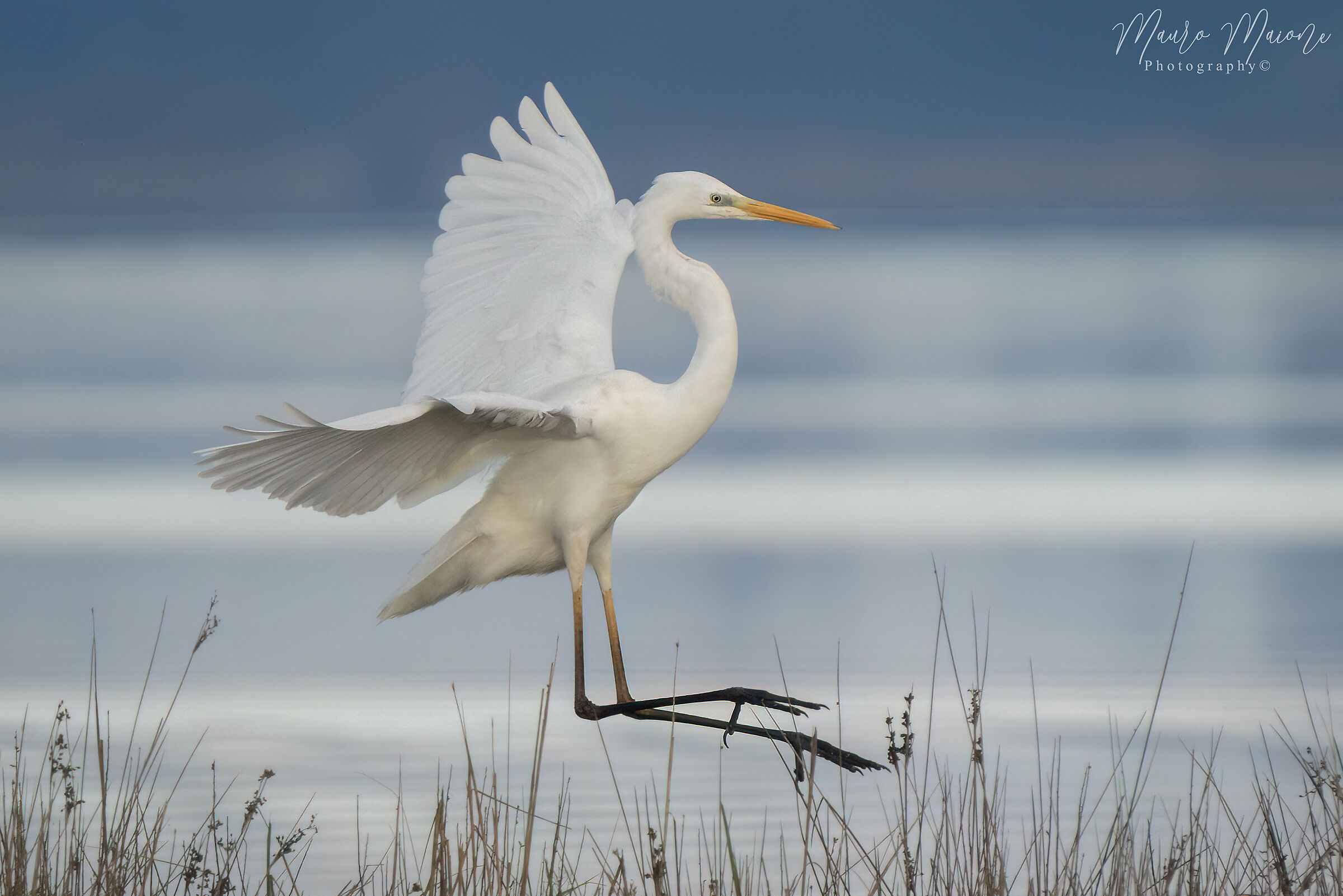 airone bianco maggiore