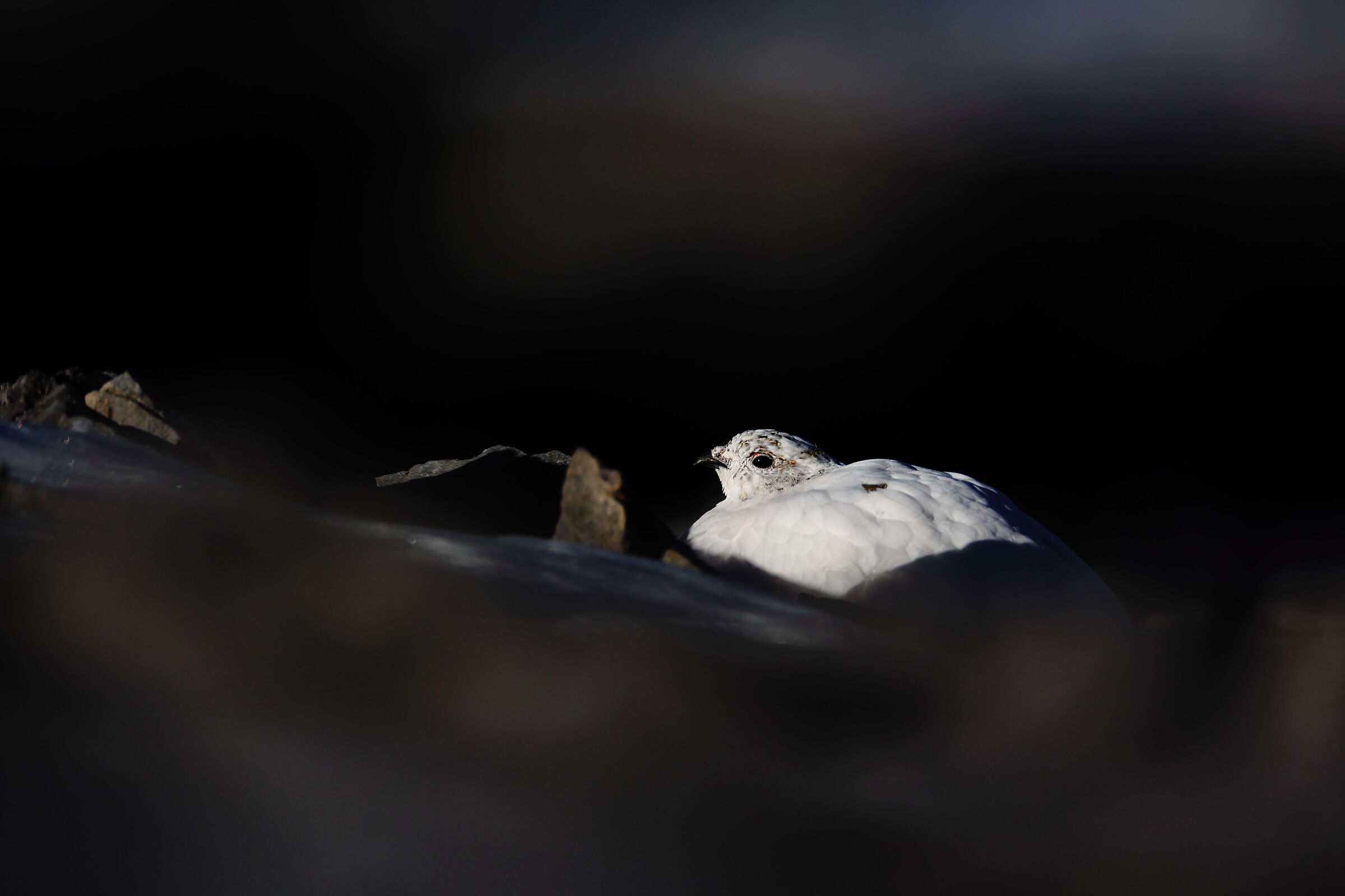 Ptarmigan