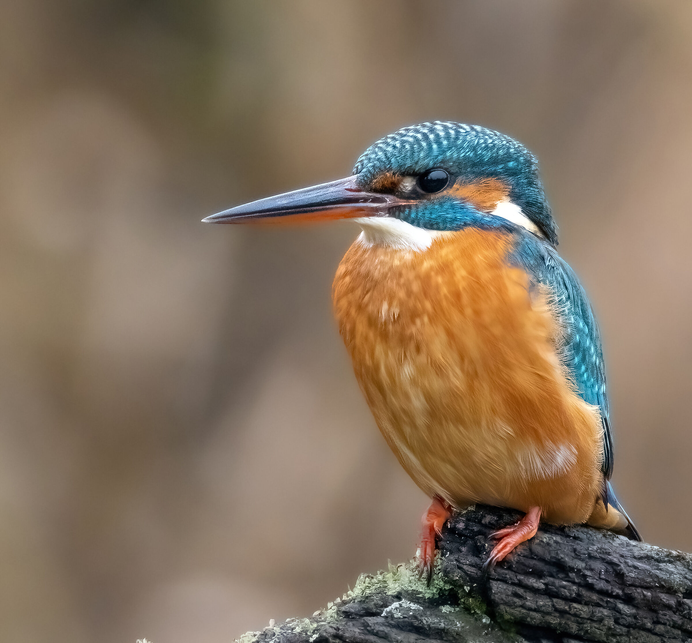 Kingfisher