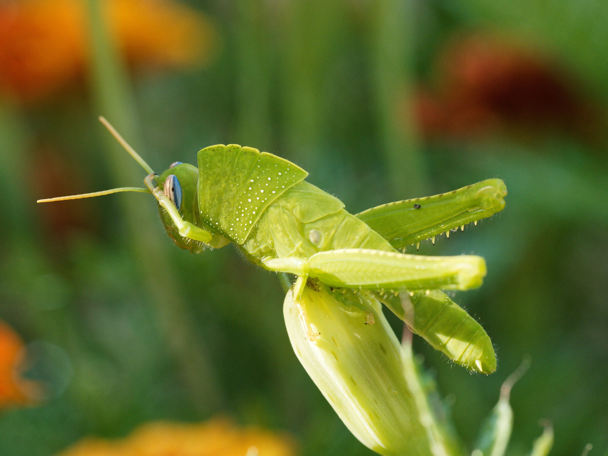 Green grasshopper