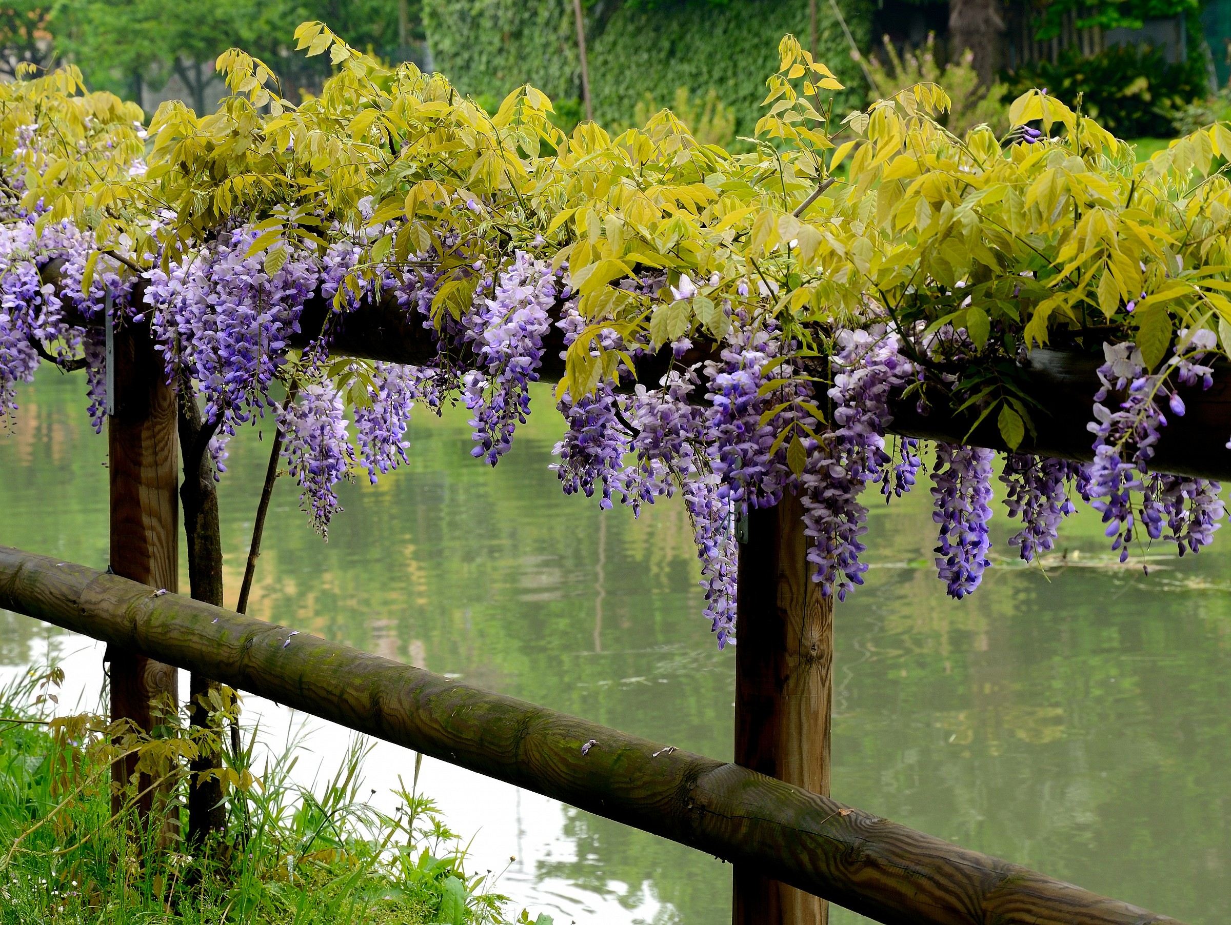 Wisteria
