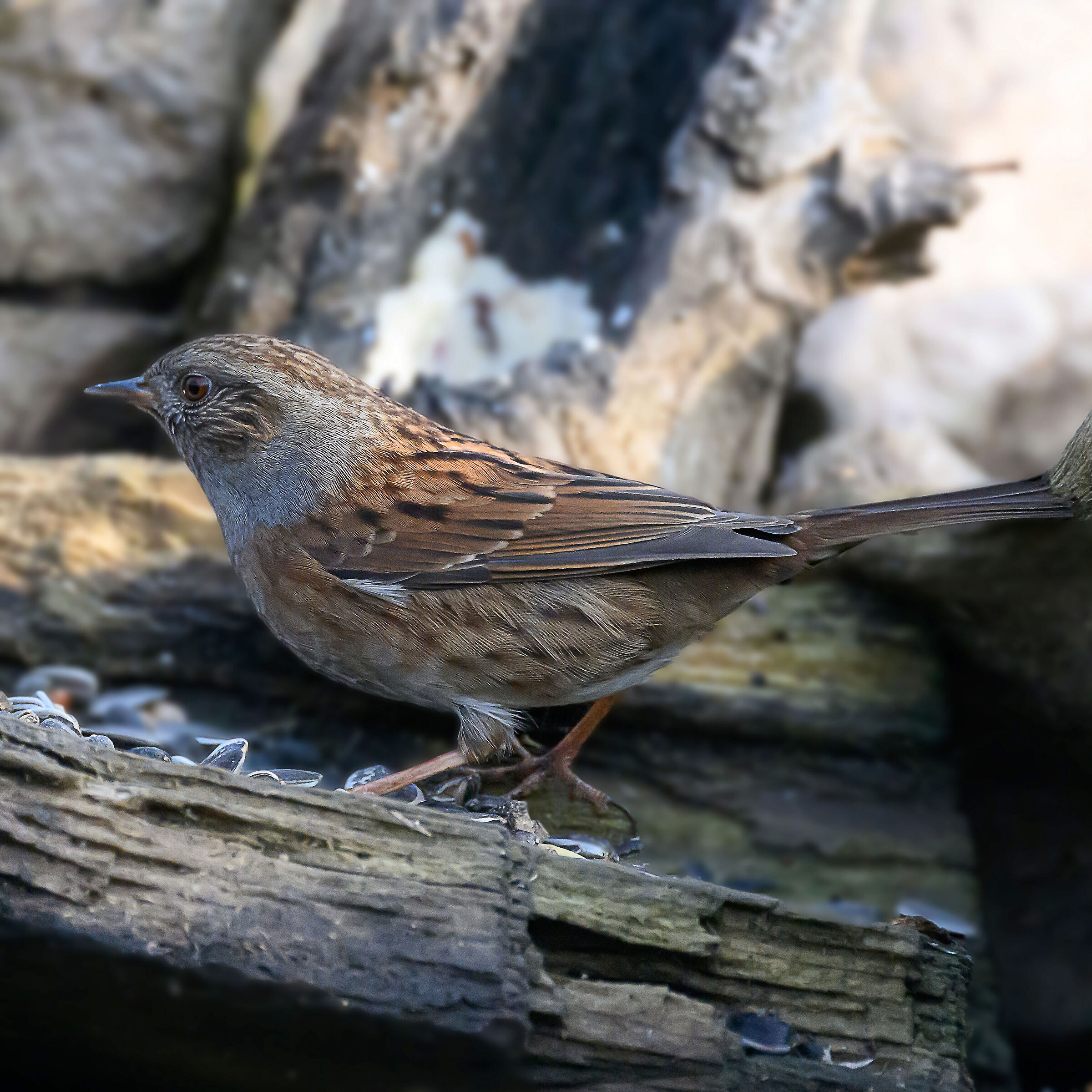 dunnock