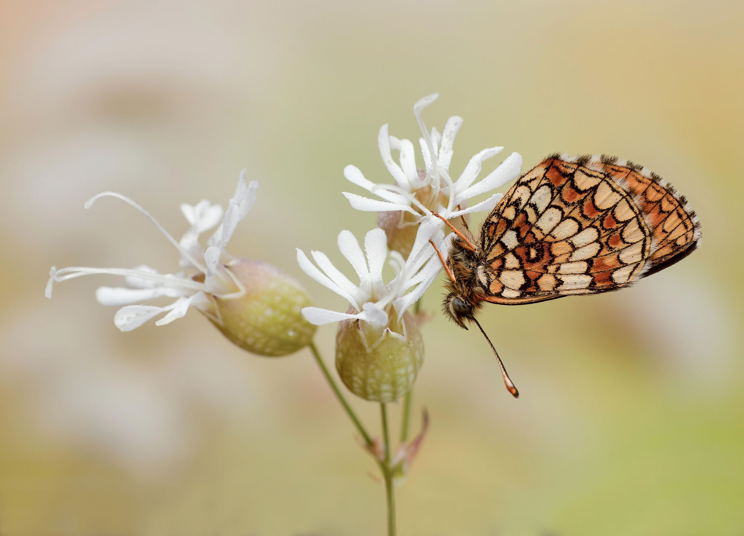 Melitaea Britomartis