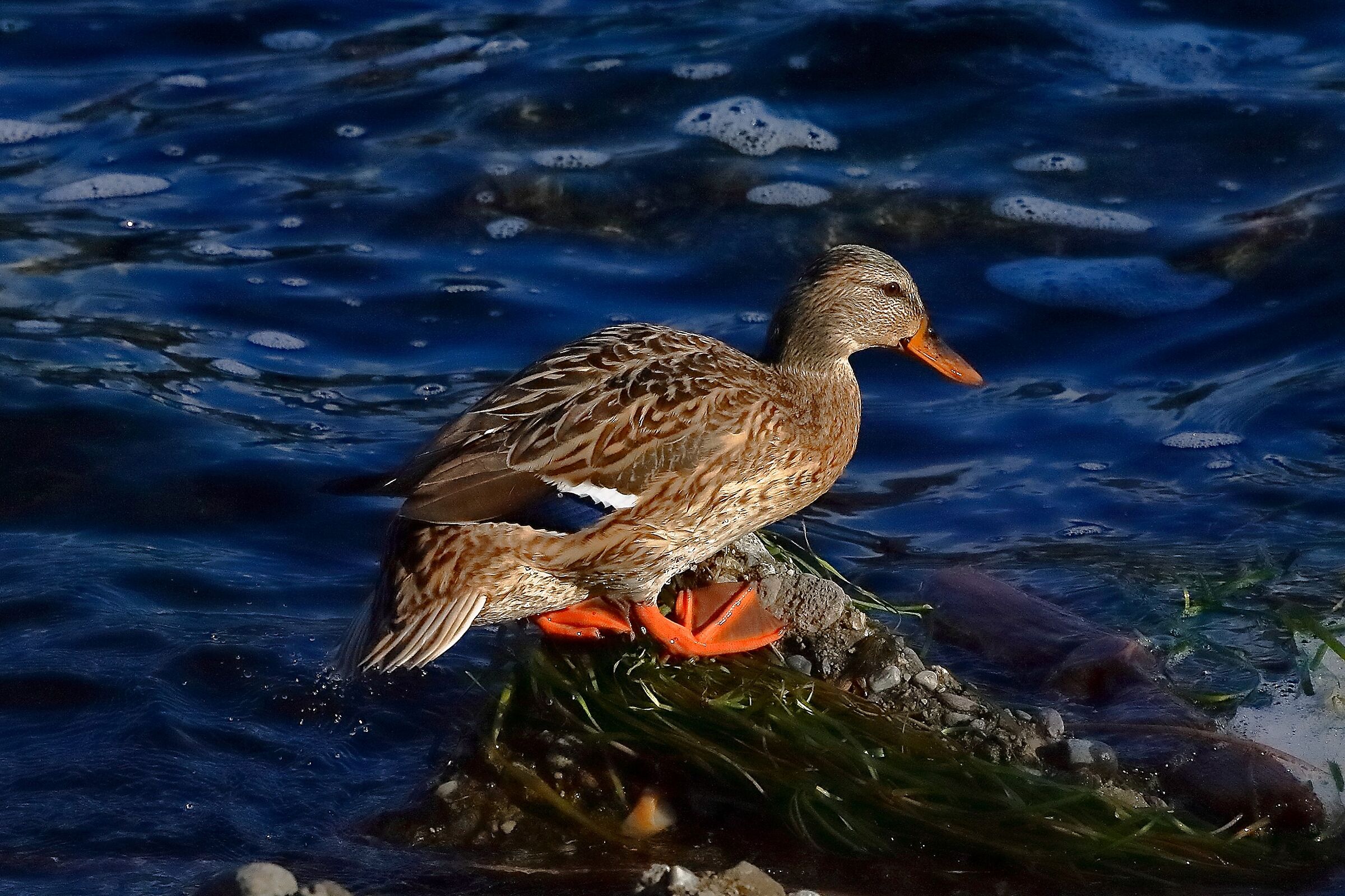 germano 22 ottobre 2022