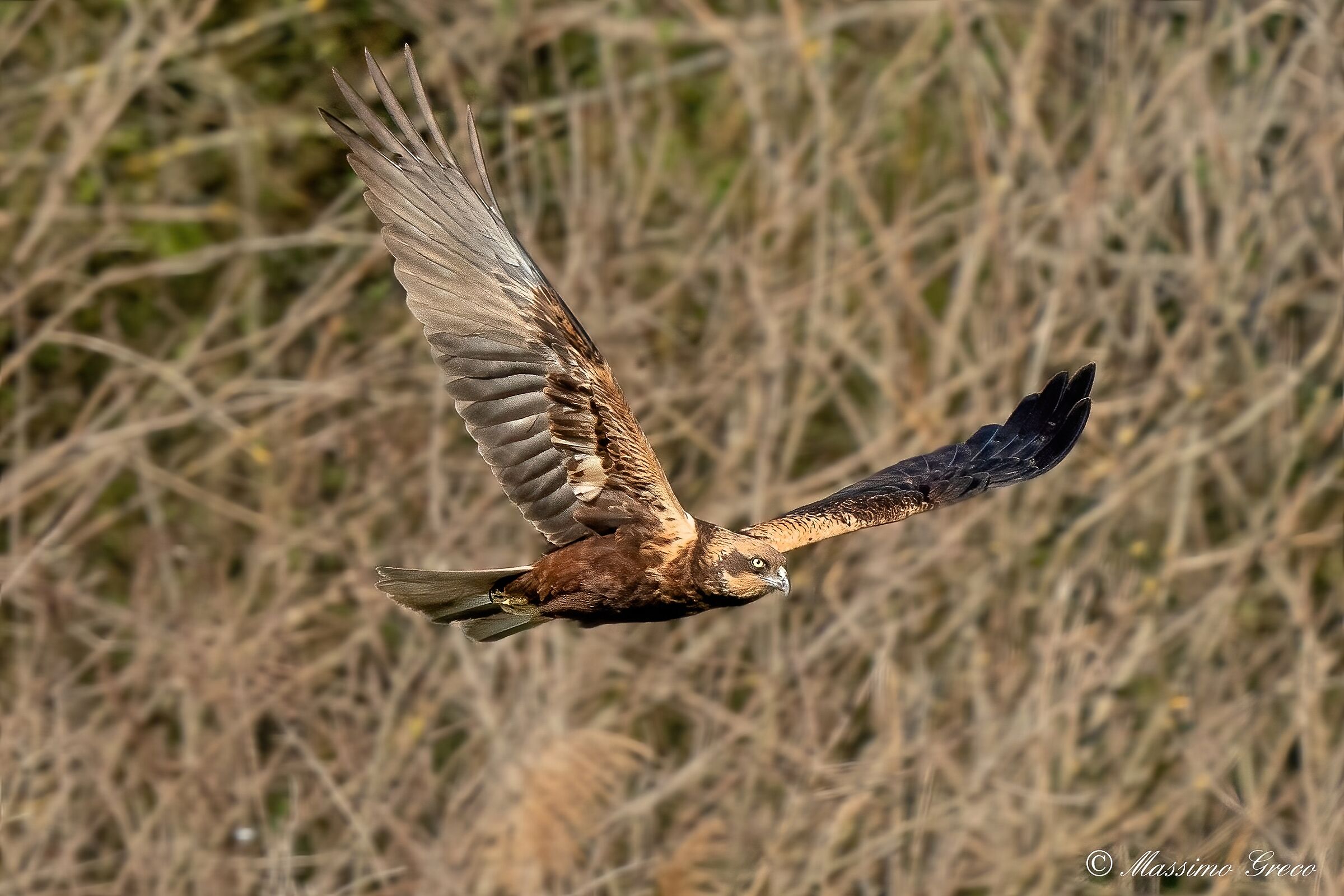 Marsh harrier (Circus aeruginosus)