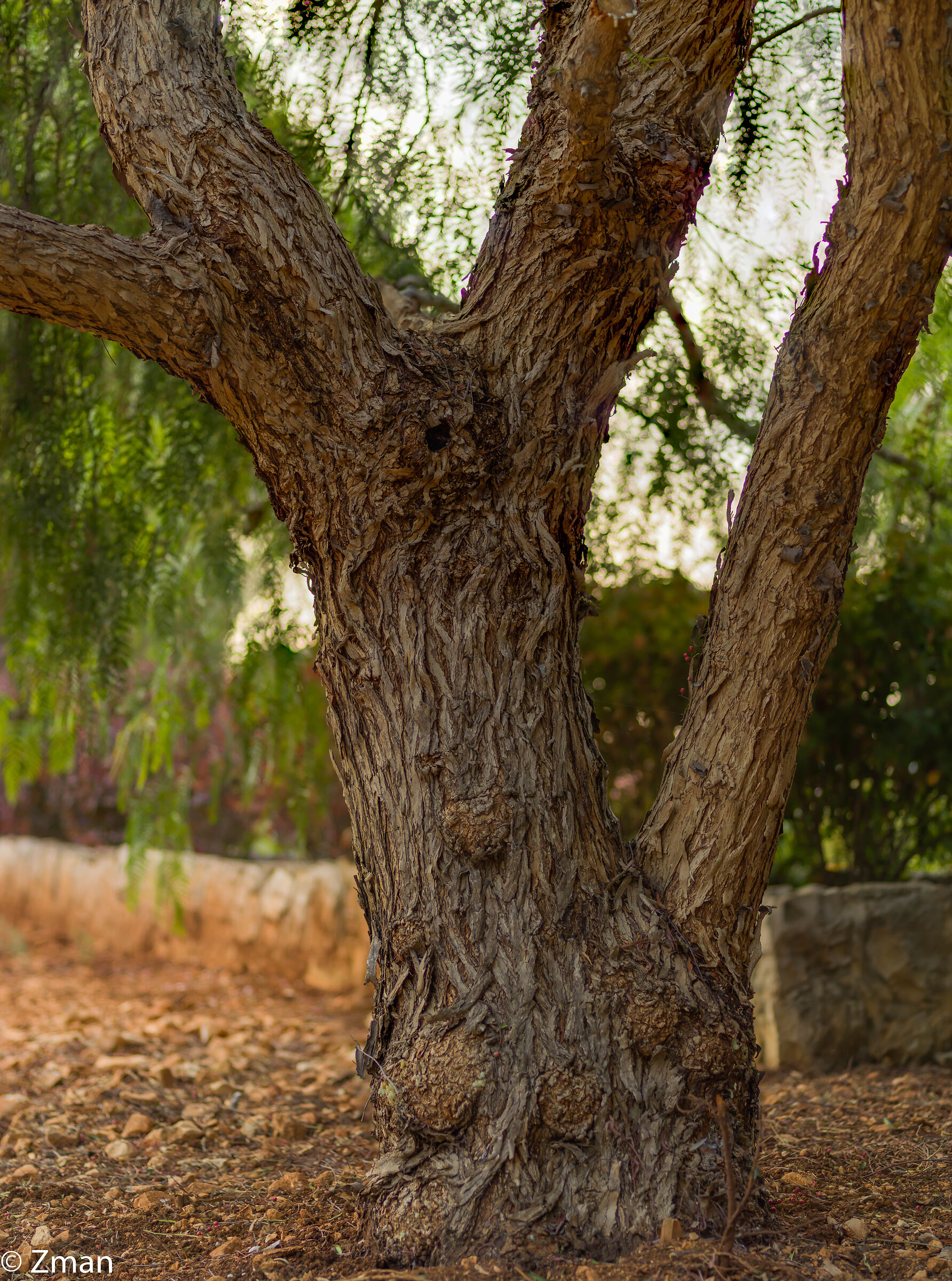 L'albero del pepe
