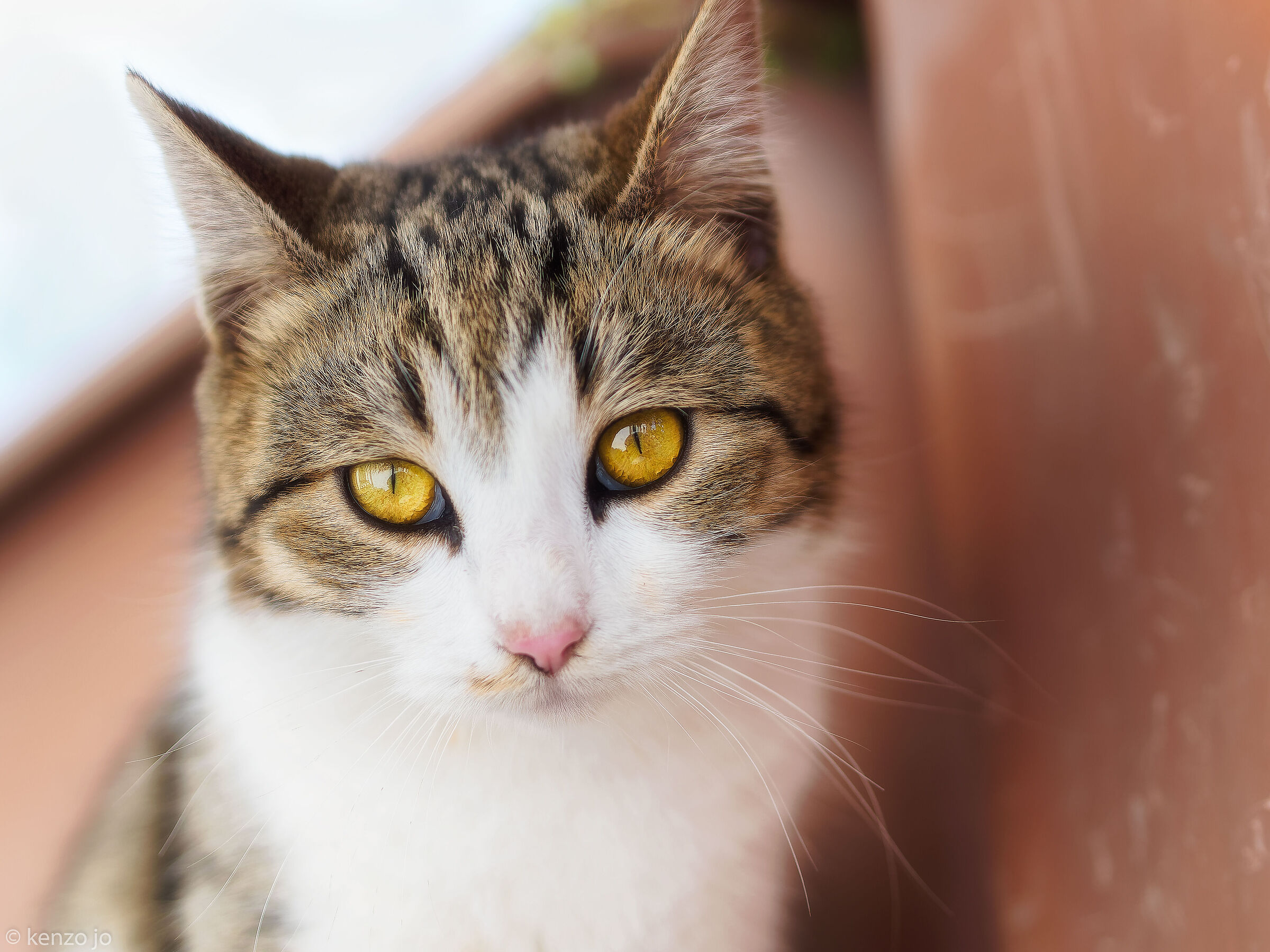 Dopo la paura dei botti...
