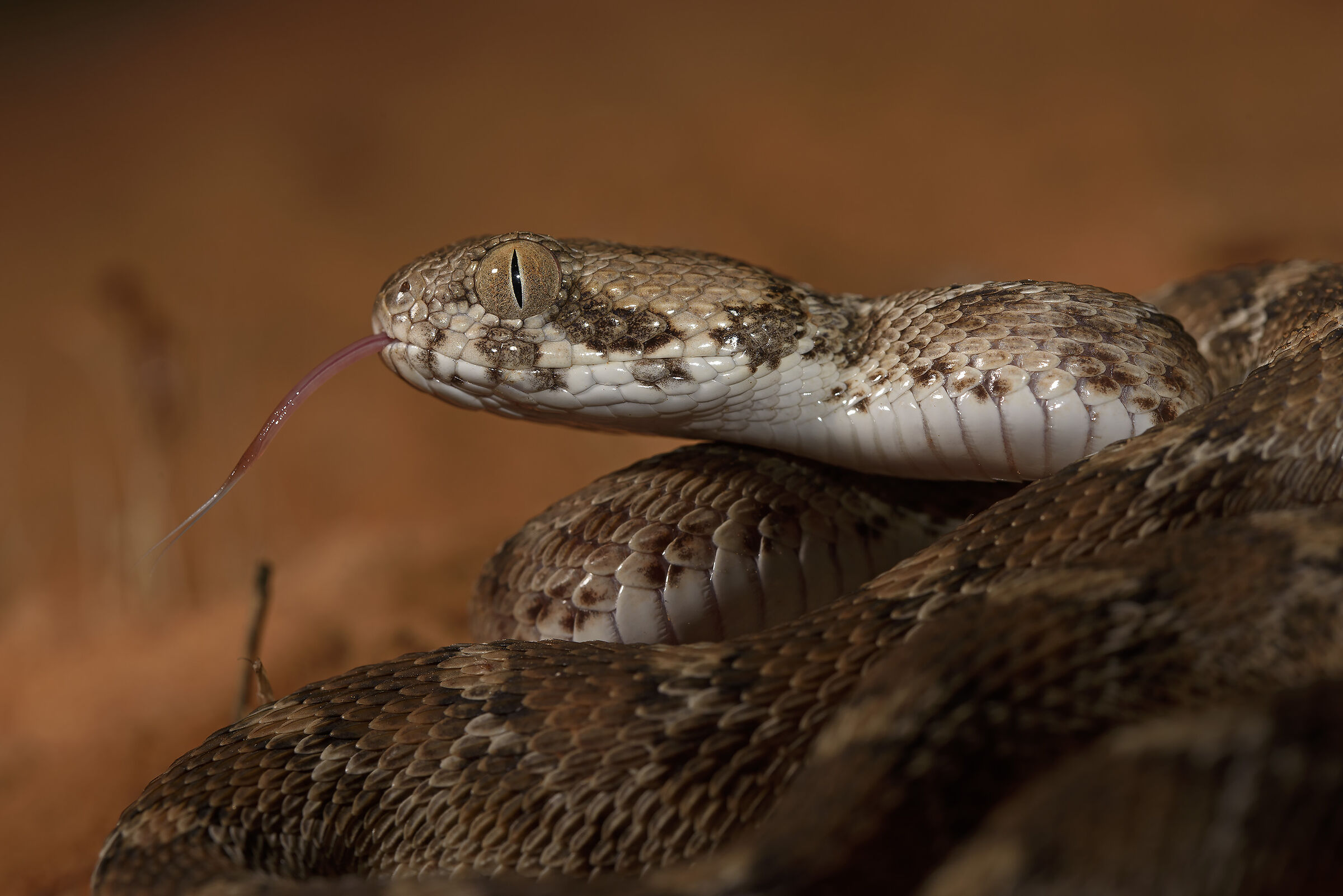 Echis leucogaster